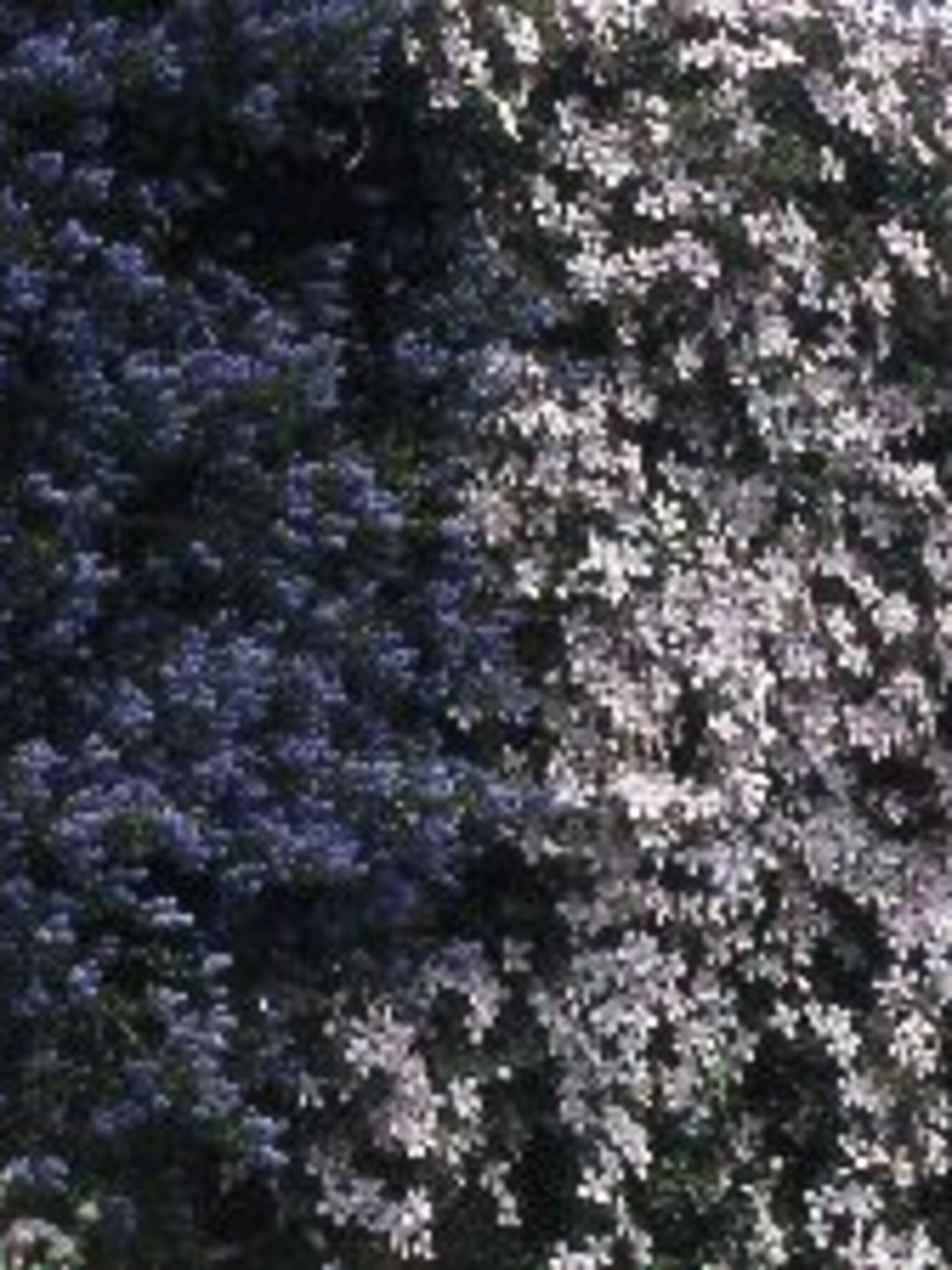 bergclematis clematis montana