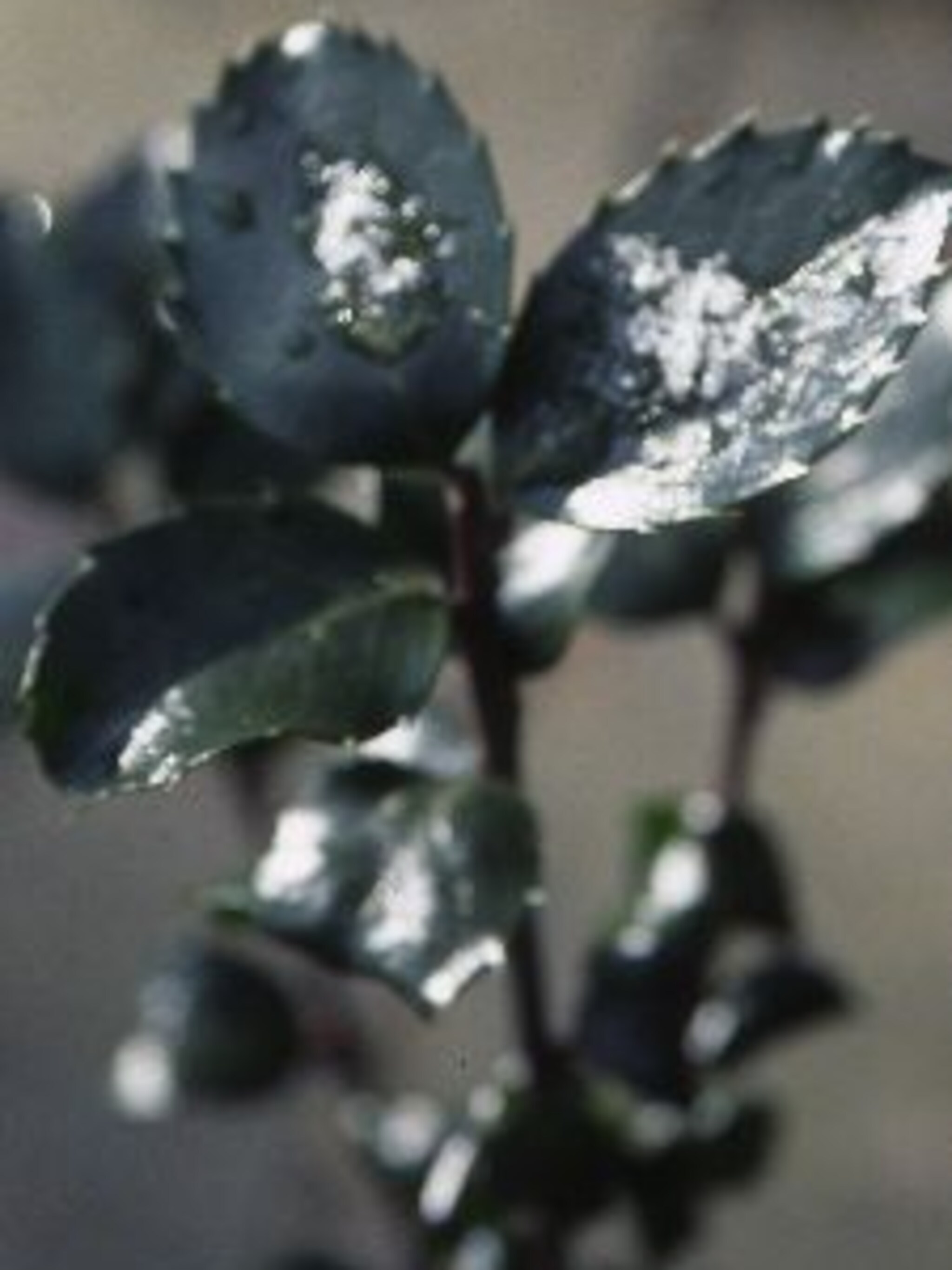 blauwe hulst blue prince