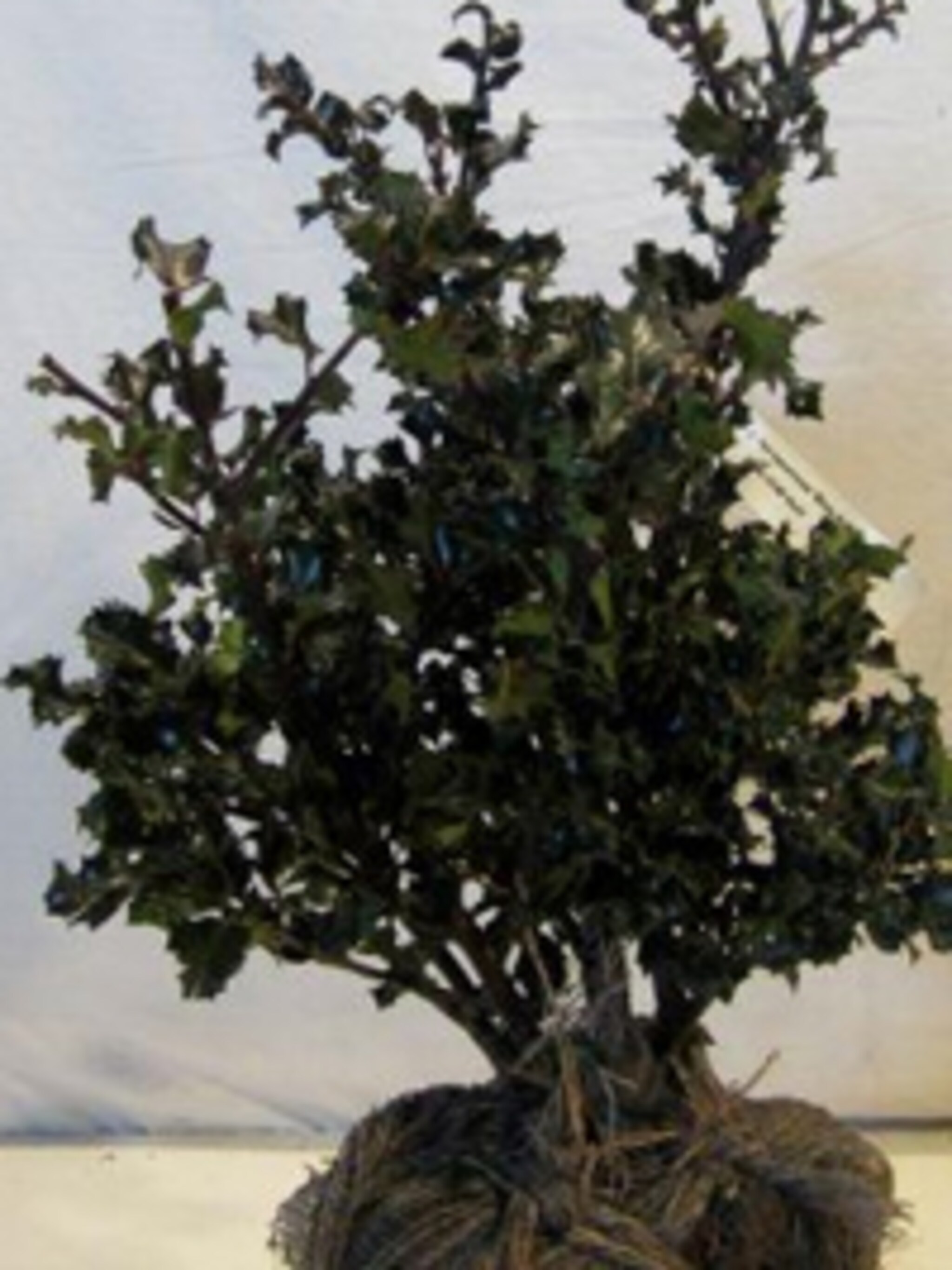 blauwe hulst blue angel