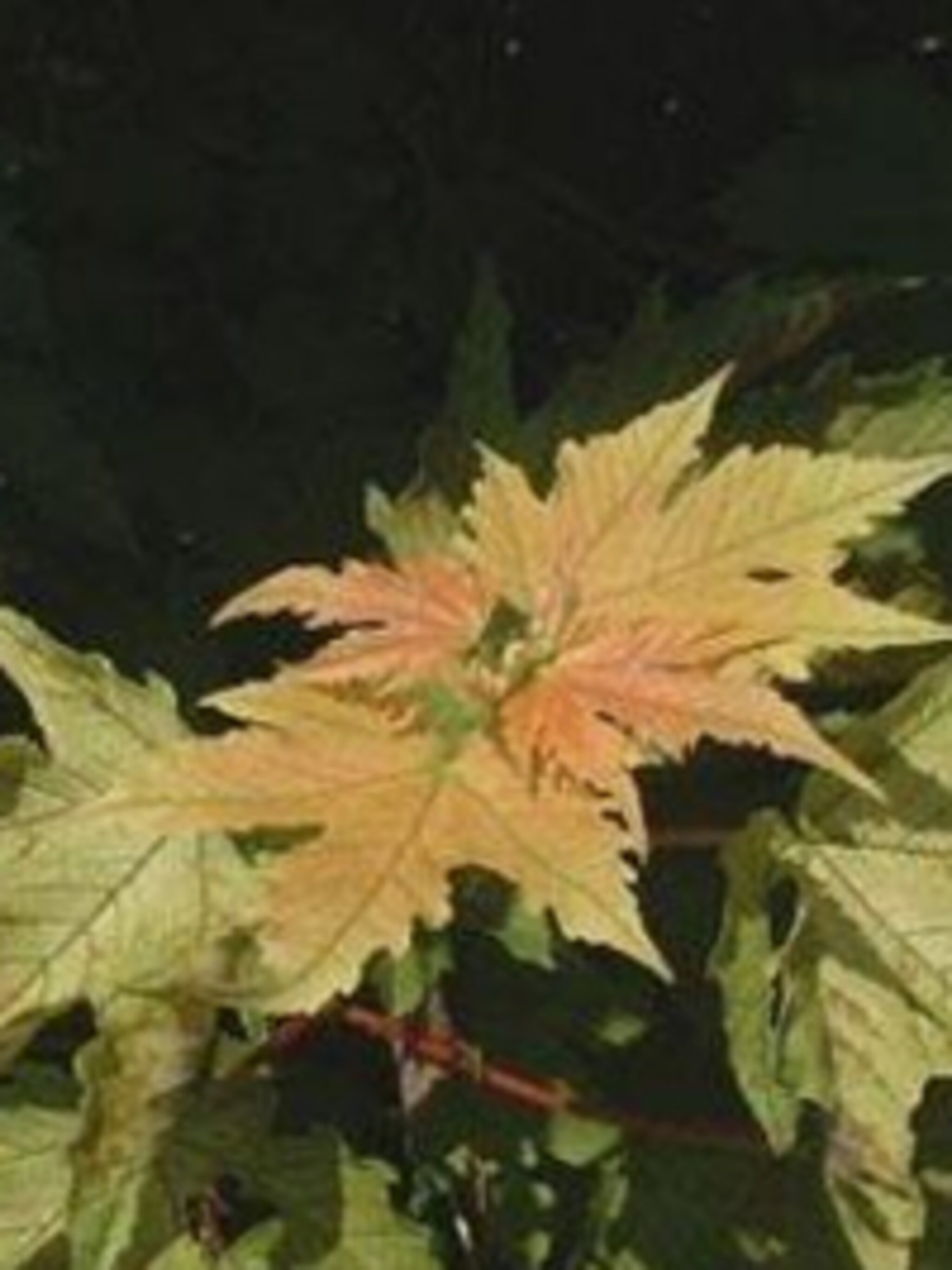 bergesdoorn acer pseudoplatanus