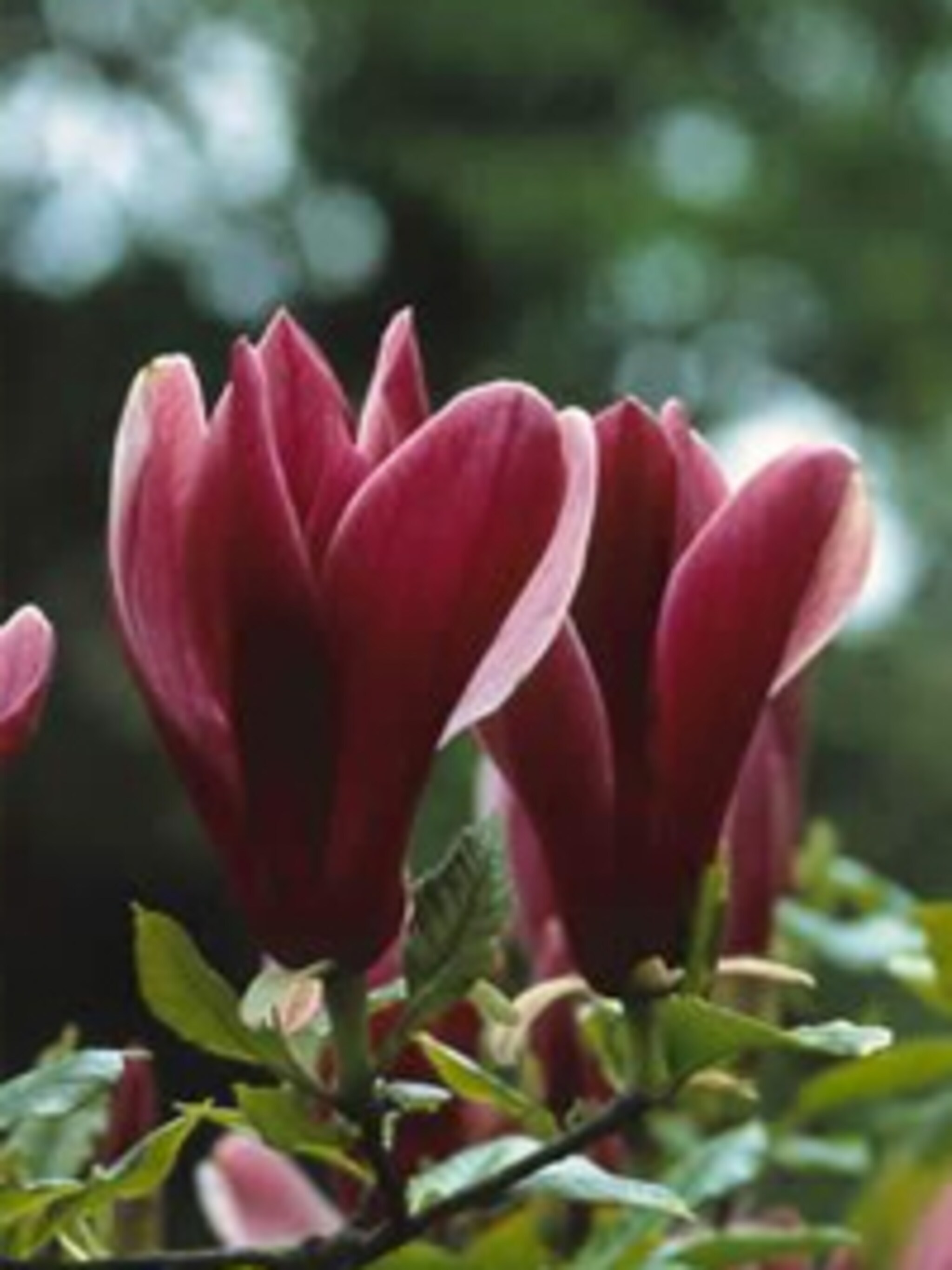 magnolia nigra