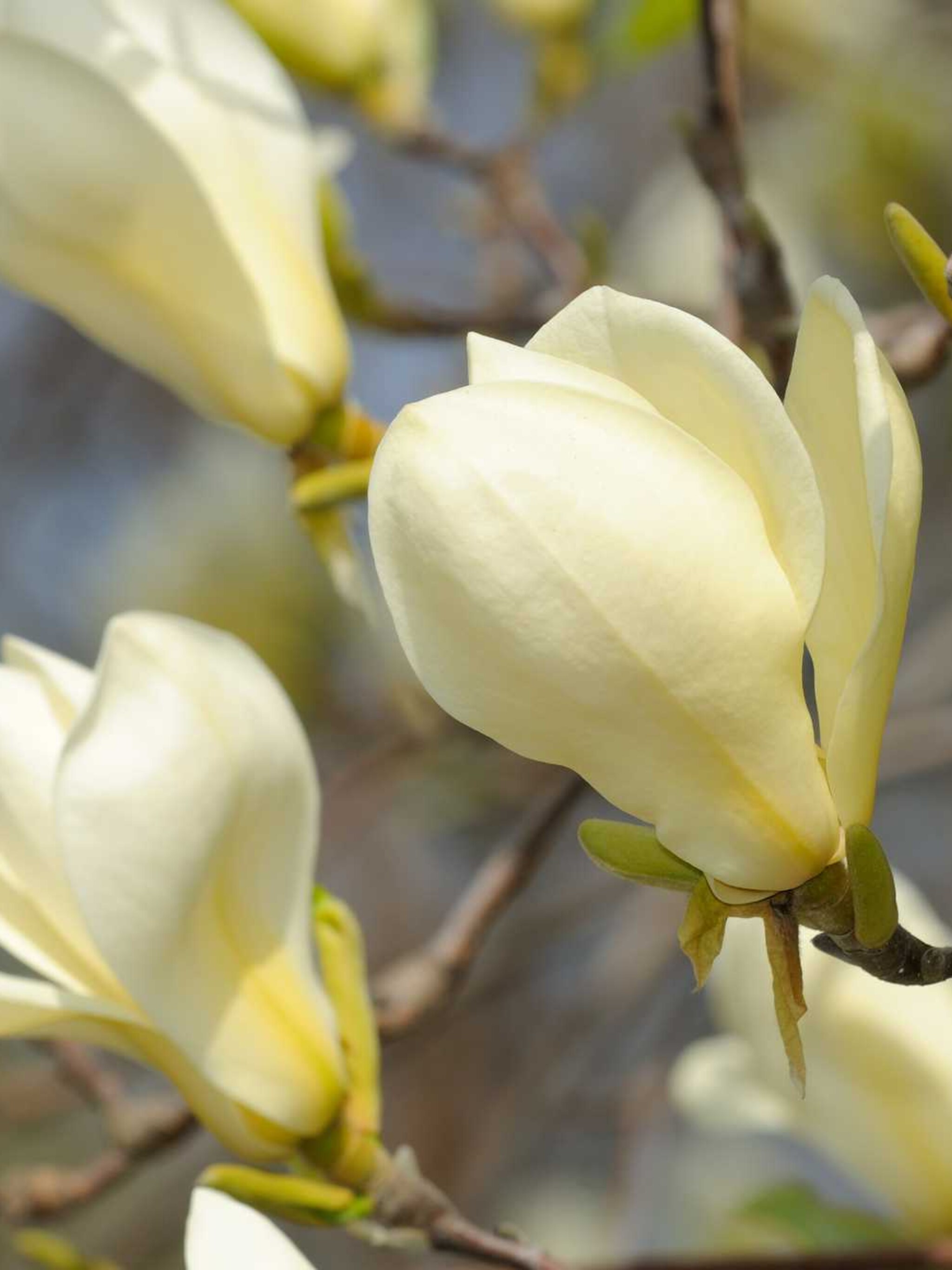 magnolia yellow fever