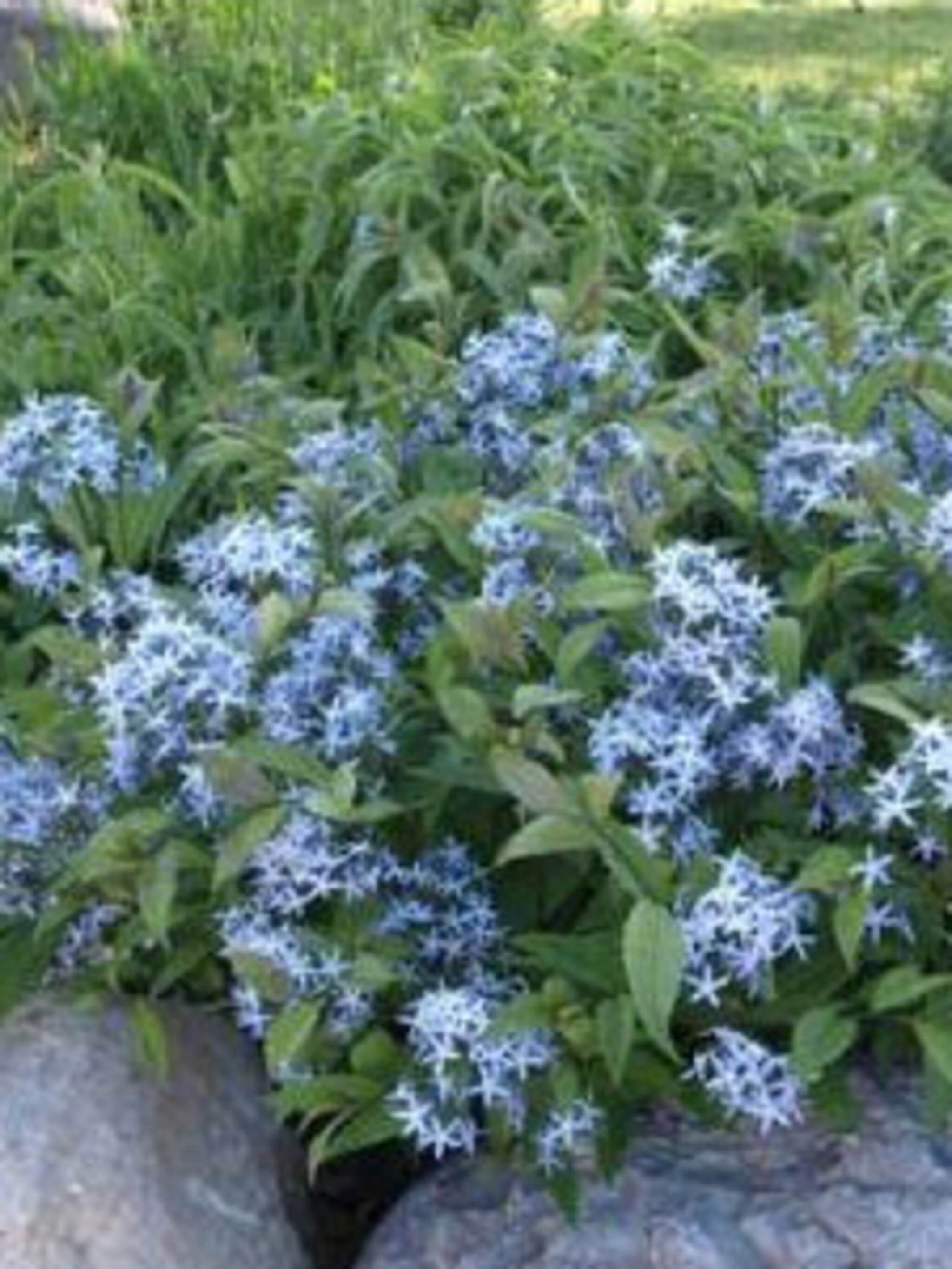 prairielelie amsonia tabernaemontana