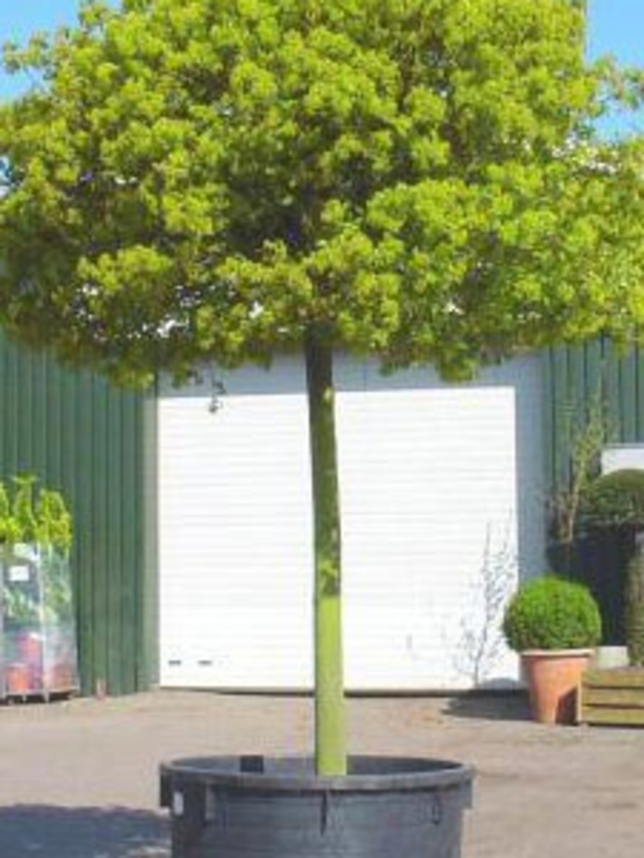 bolesdoorn