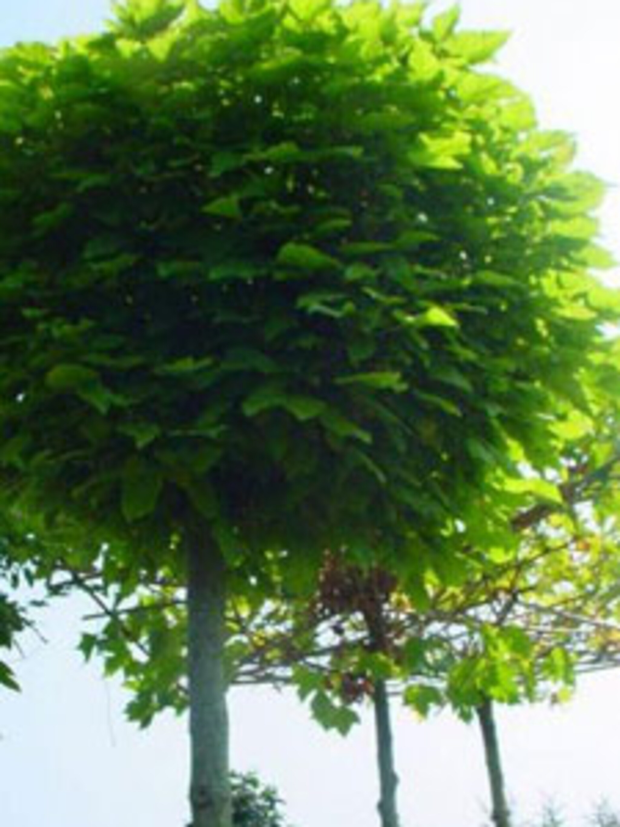 boltrompetboom