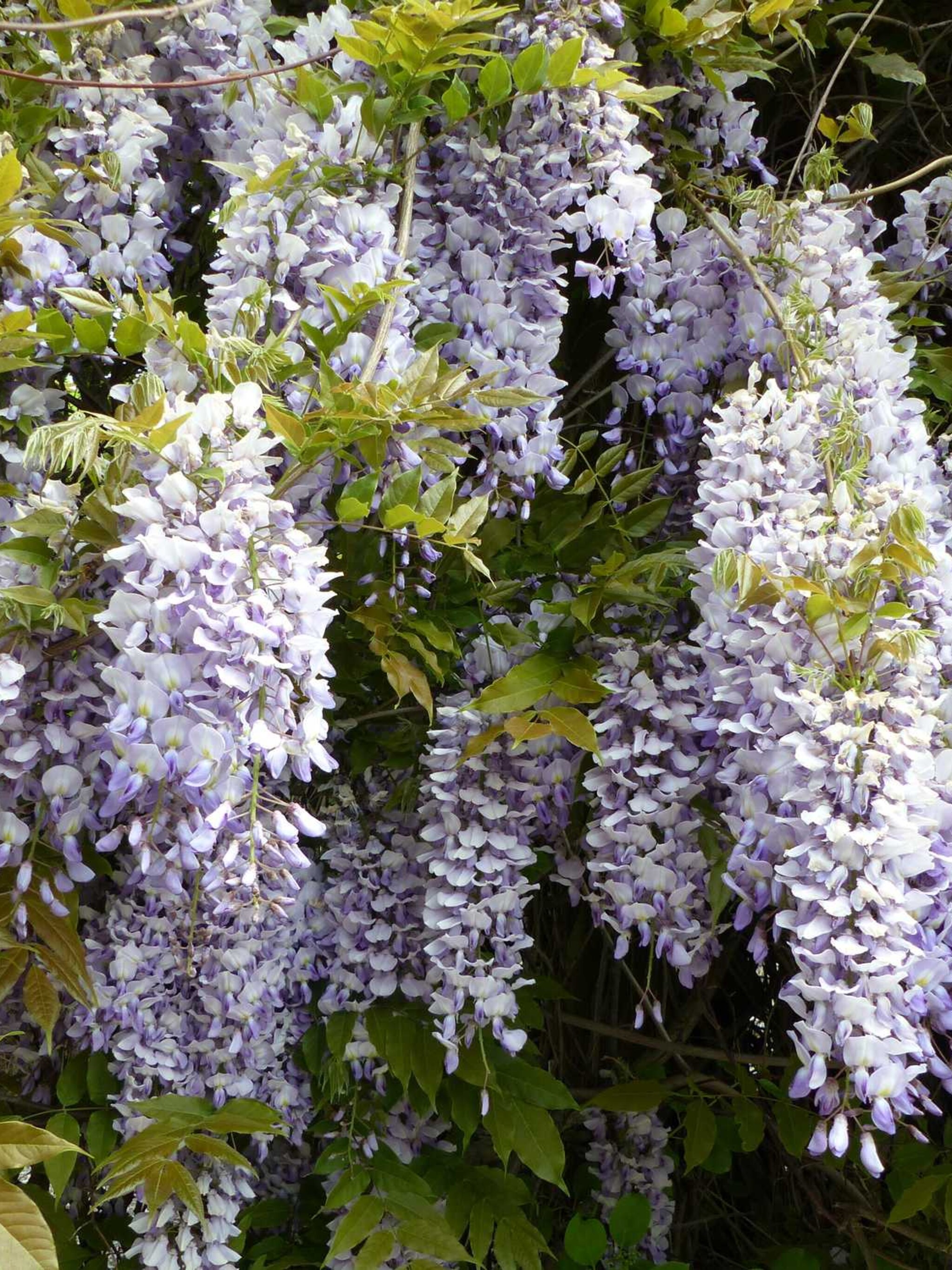 blauweregen issai