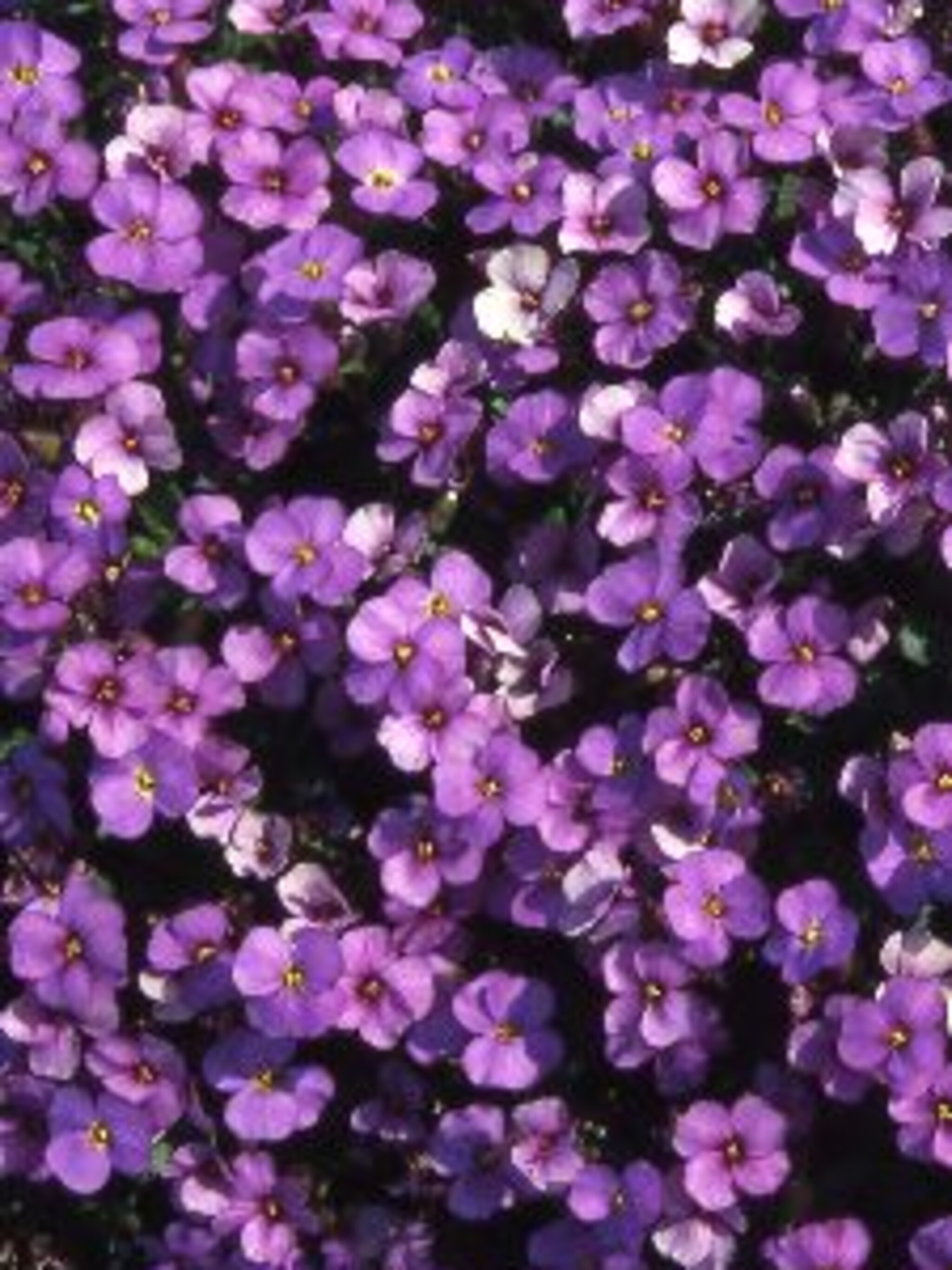 blauwkussen tauricola