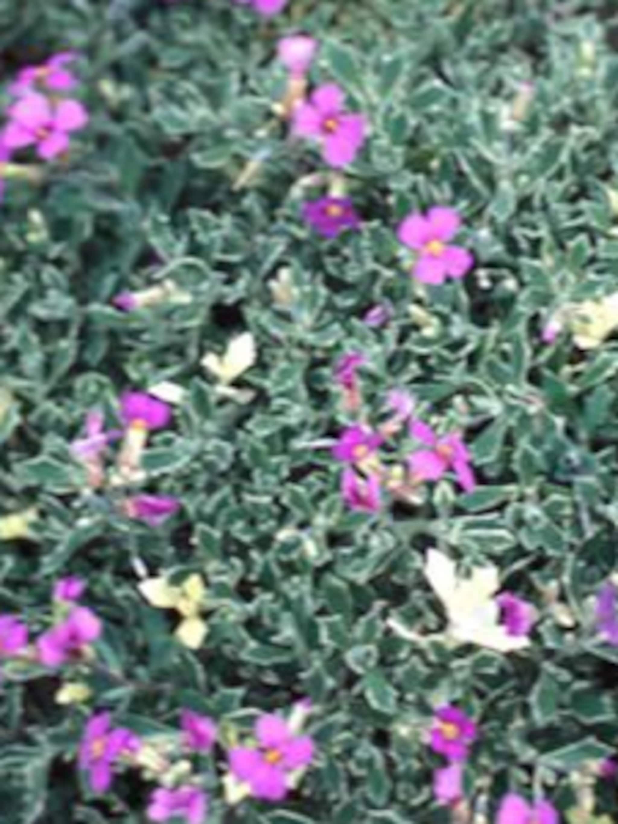 blauwkussen argenteovariegata