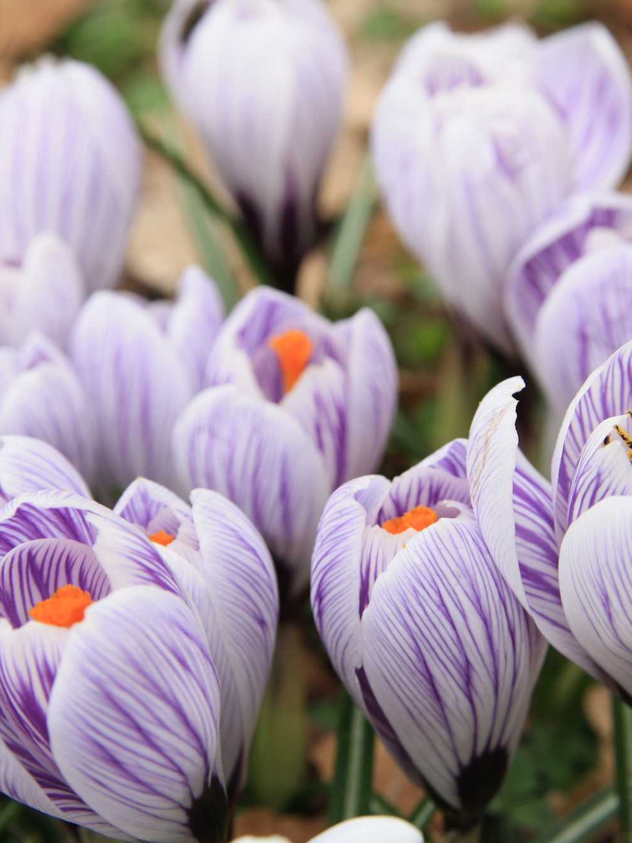 bonte krokus
