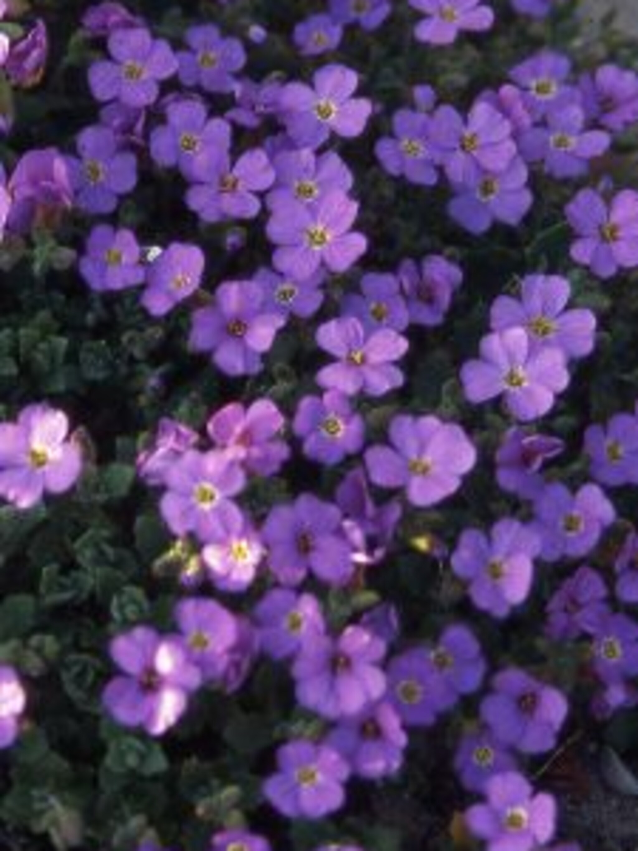 blauwkussen aubrieta deltoidea