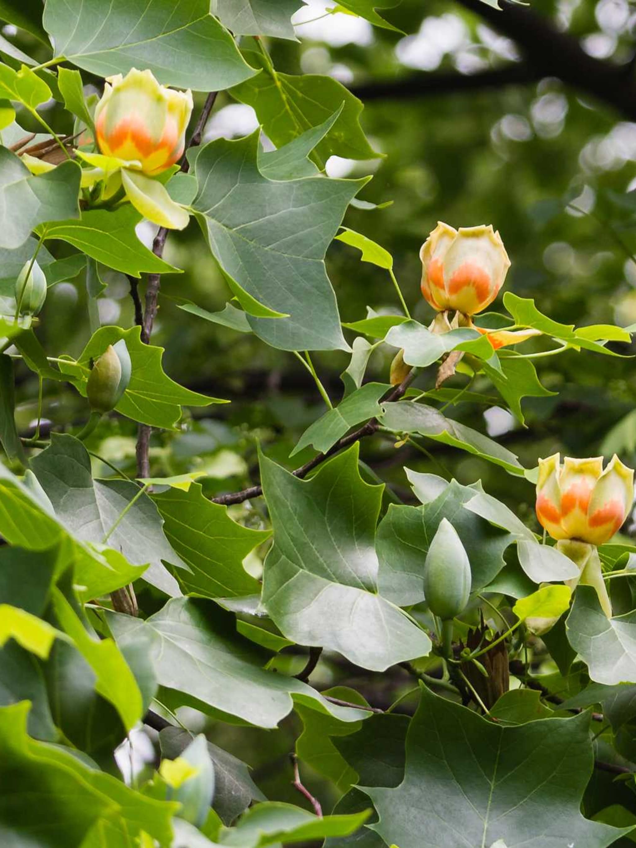 bonte tulpenboom