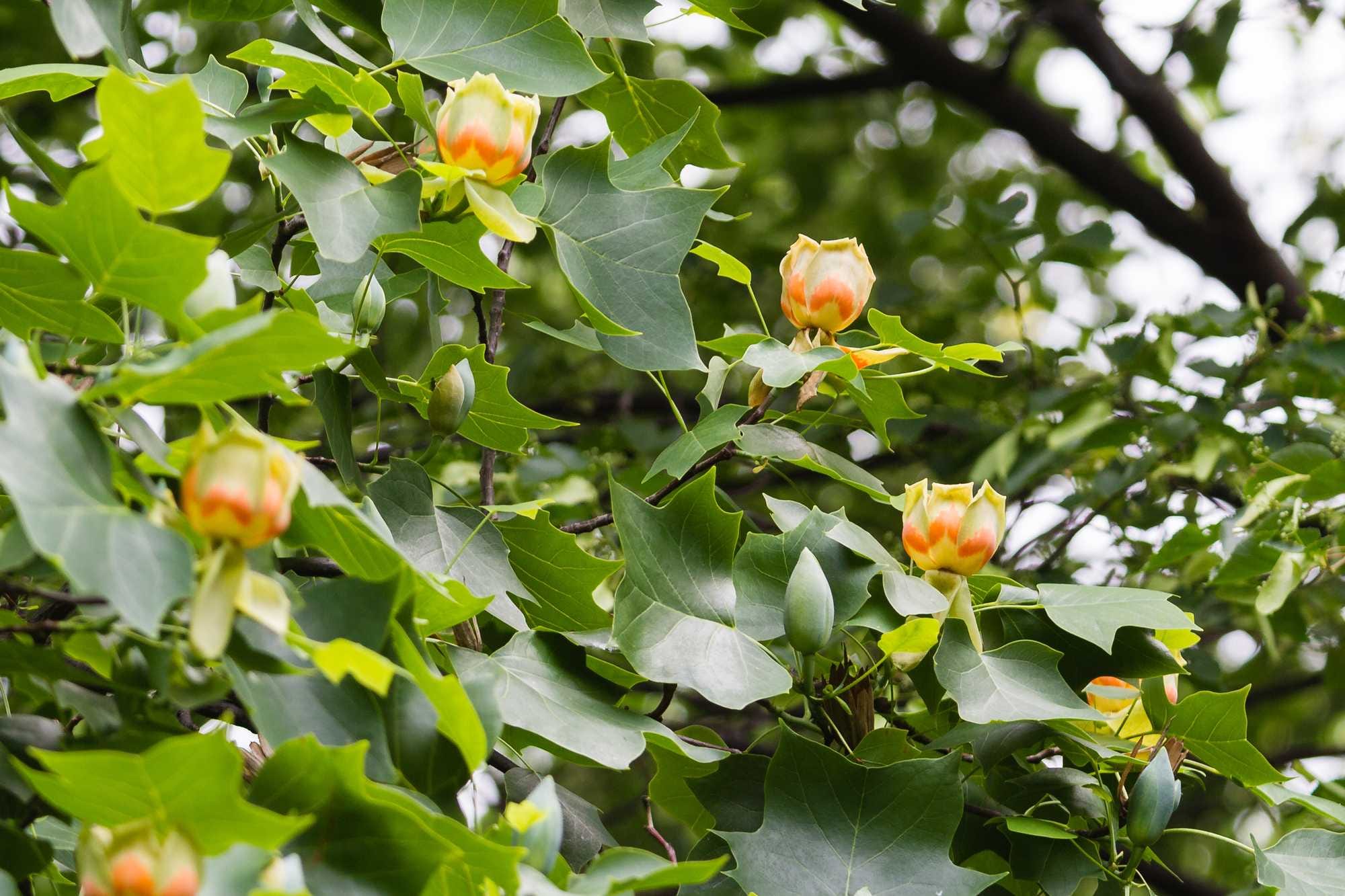beeld vtwonen Shutterstock / Milosz Maslanka