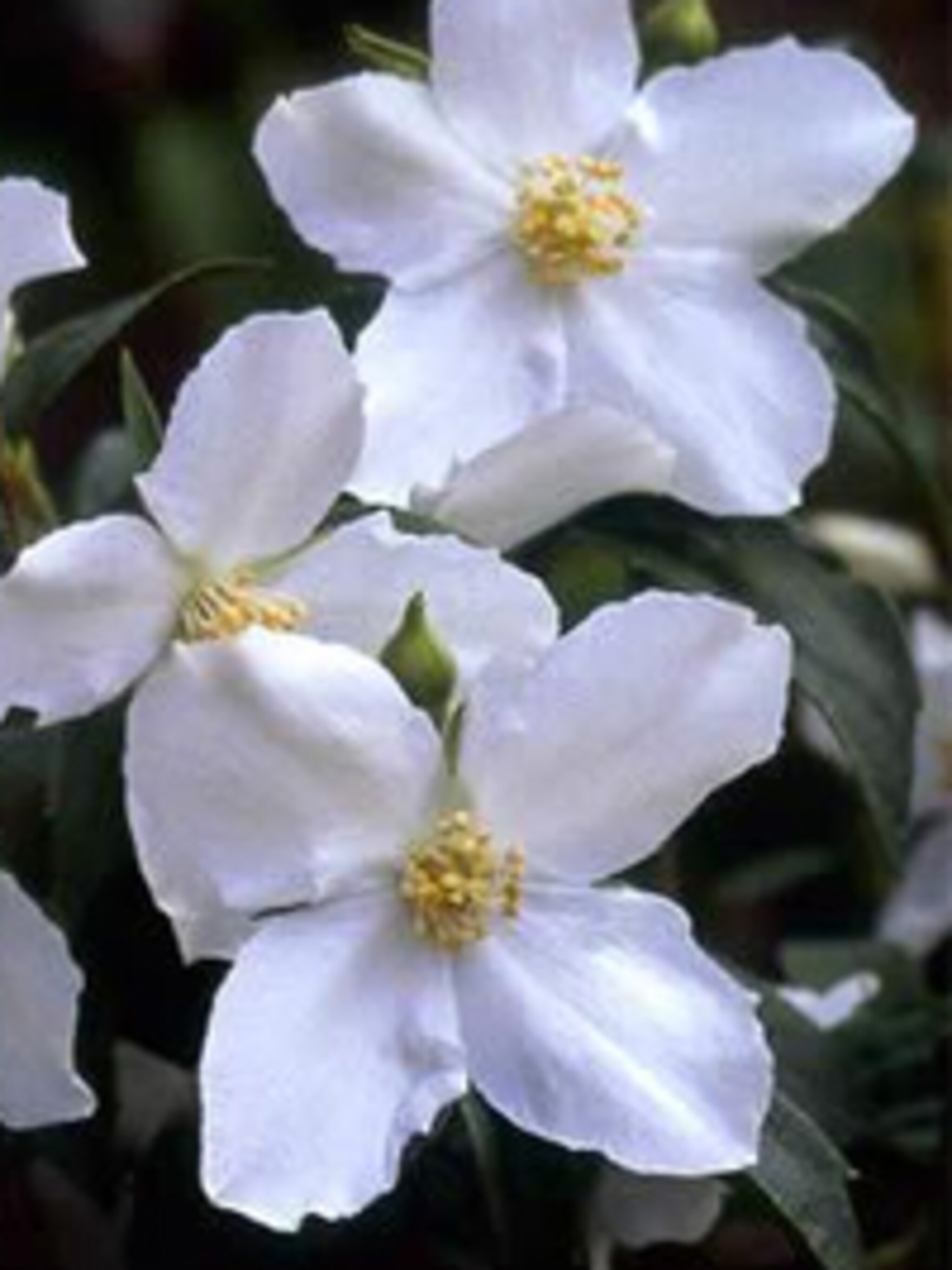 boerenjasmijn philadelphus coronarius