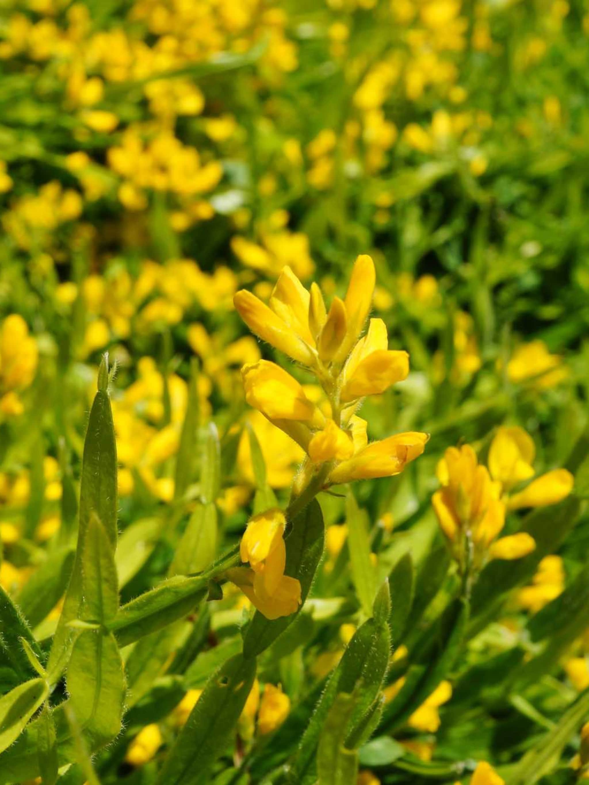 brem cytisus beanii
