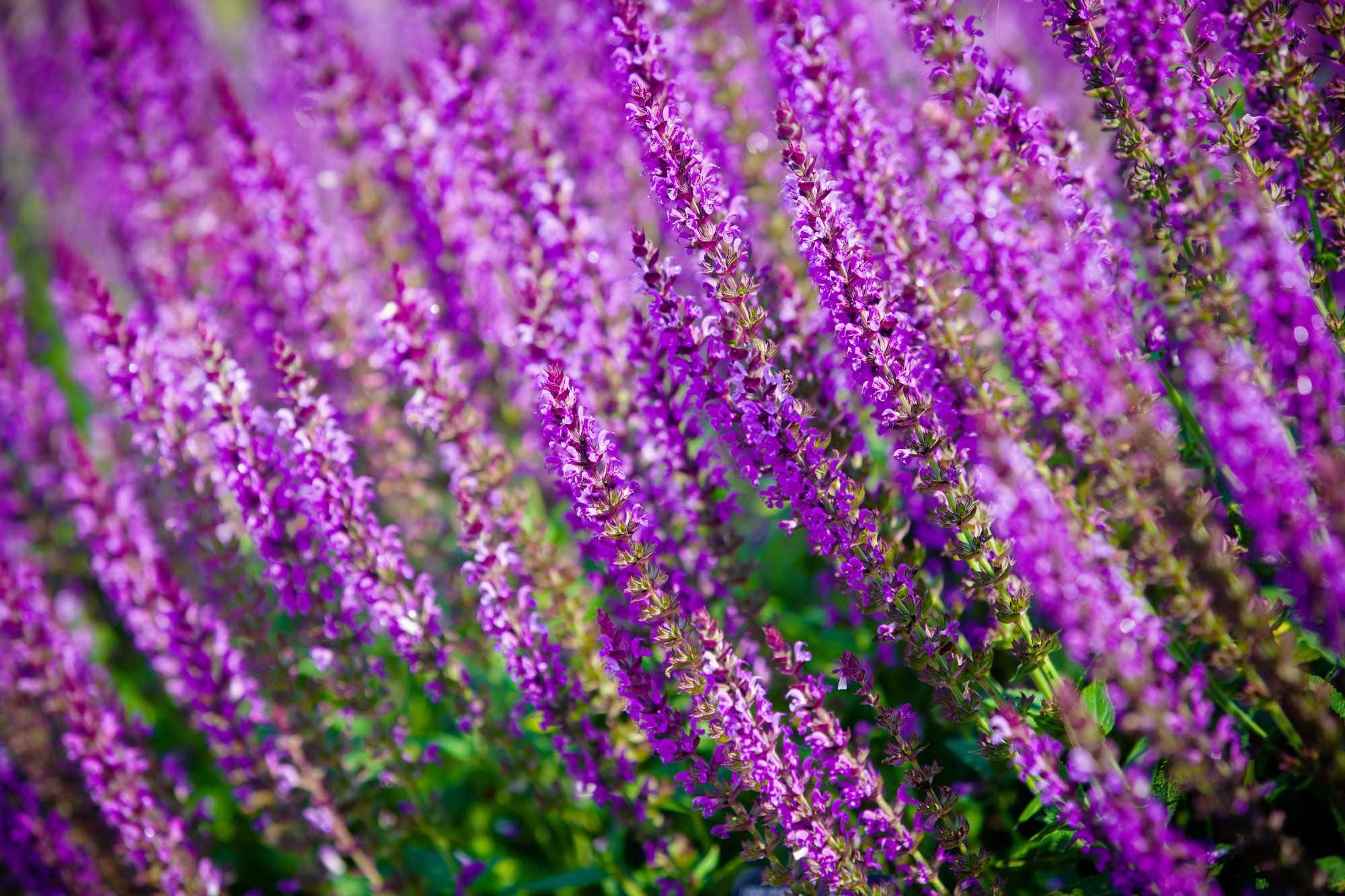 beeld vtwonen Shutterstock / Nataliya Hora