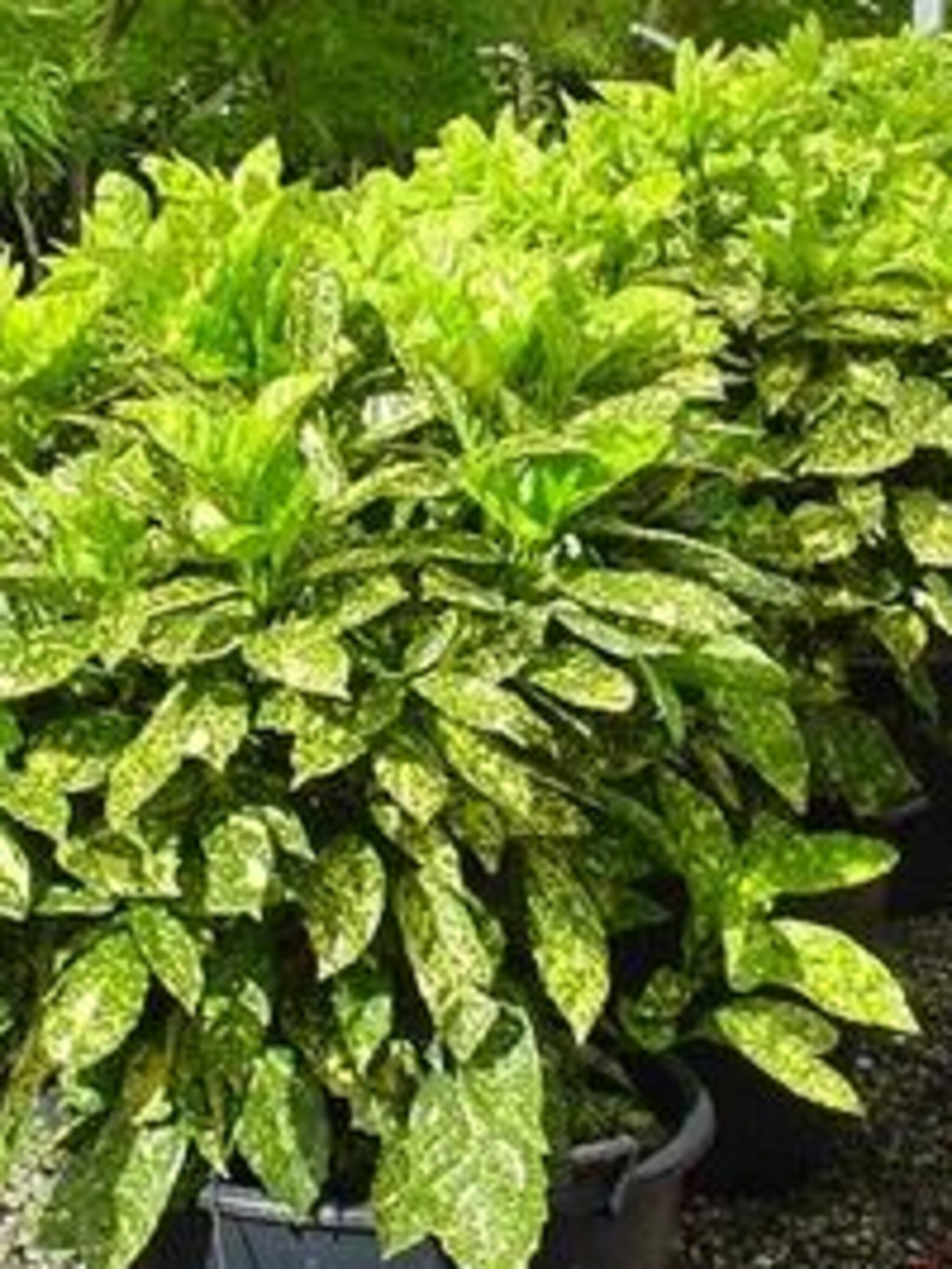 broodboom variegata