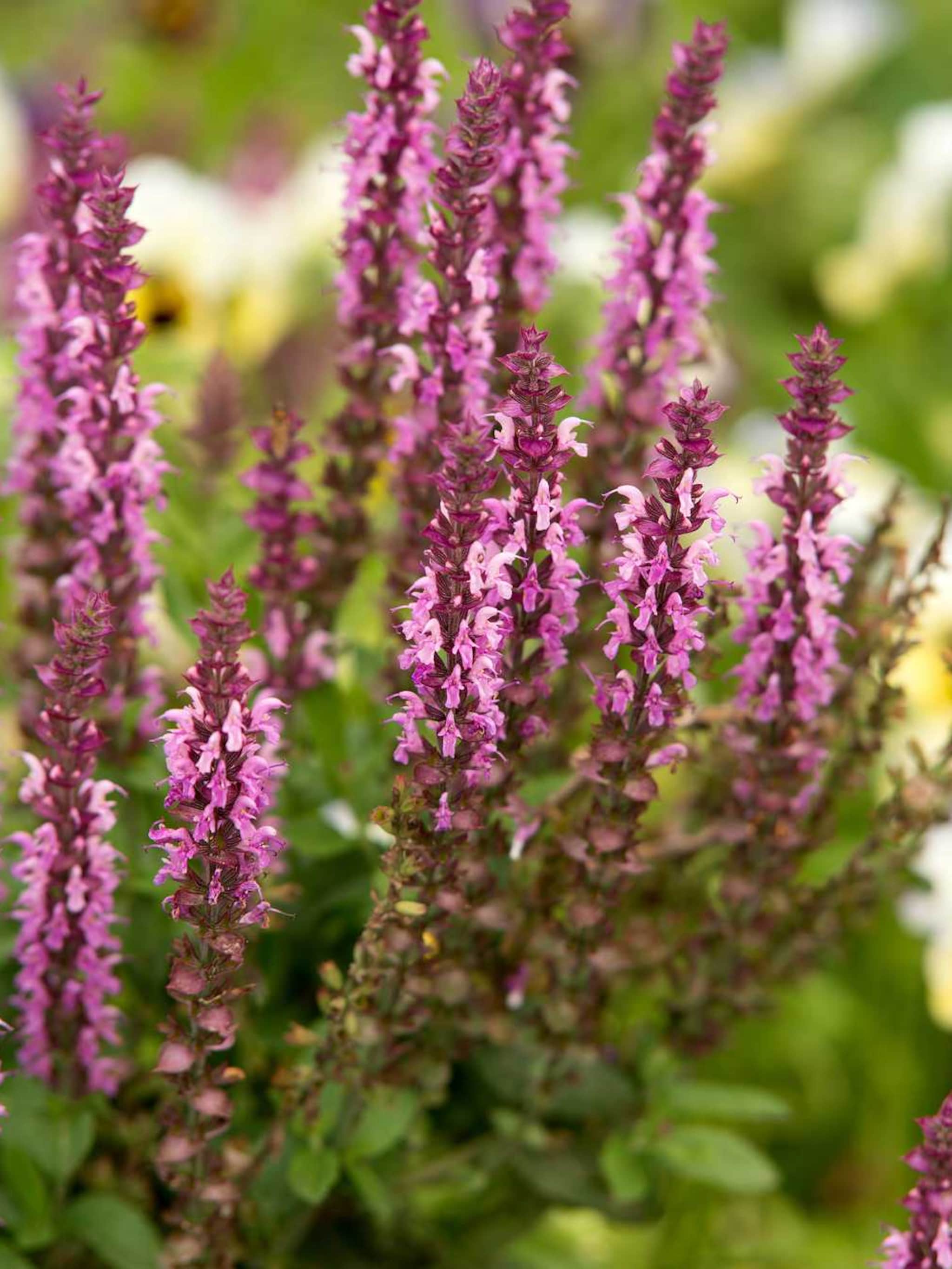 bossalie plumosa