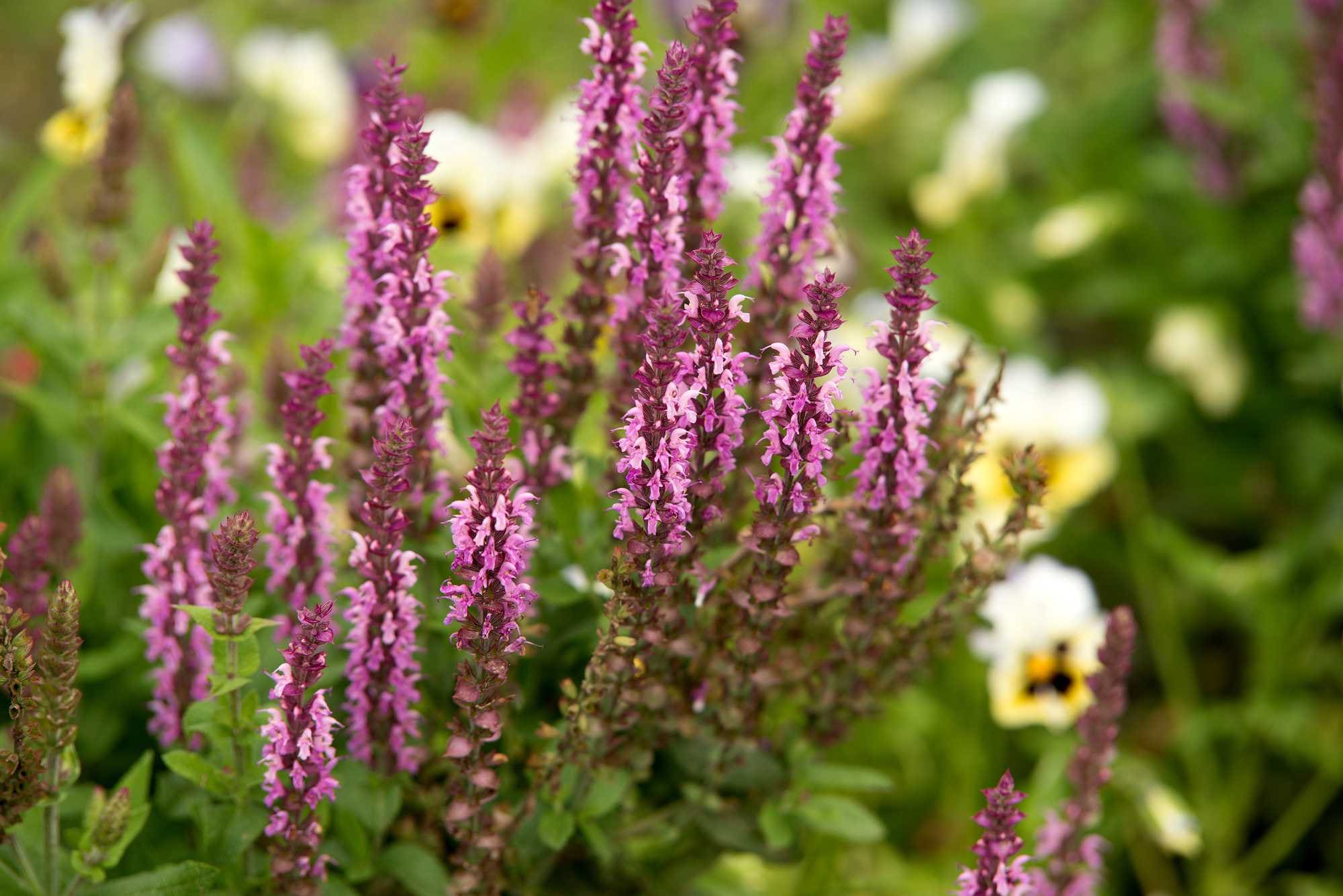 beeld vtwonen Shutterstock / Ottochka