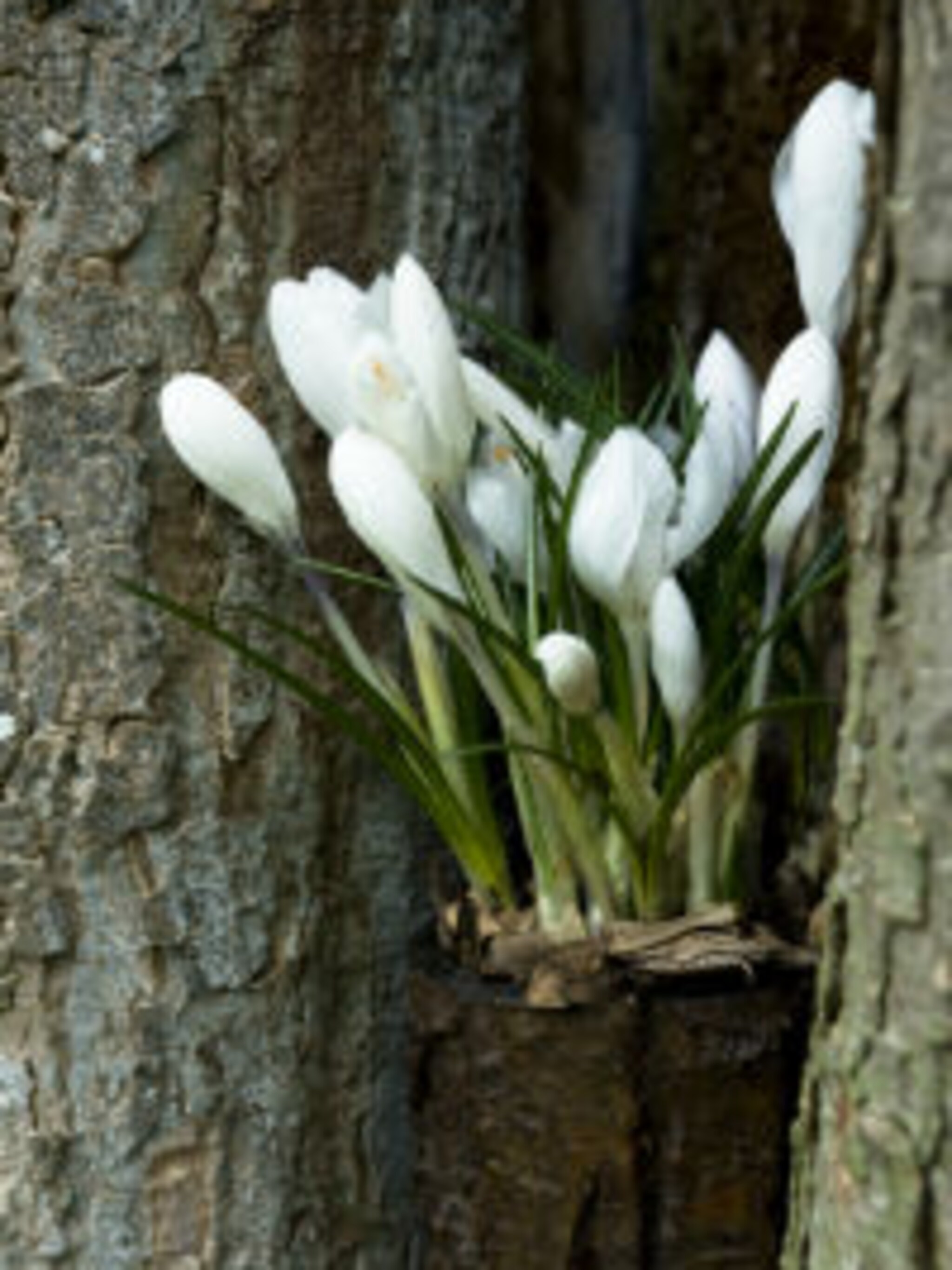 botanische krokus ard schenk