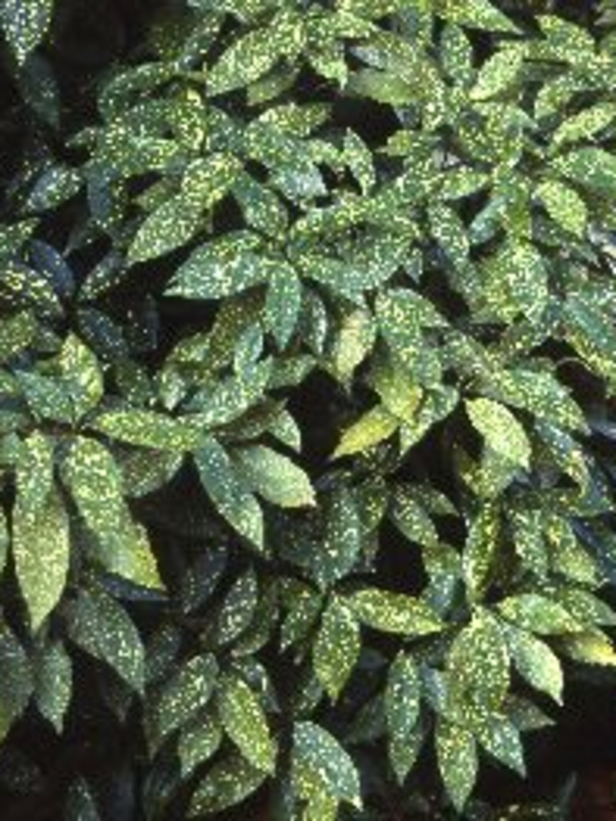 broodboom aucuba japonica