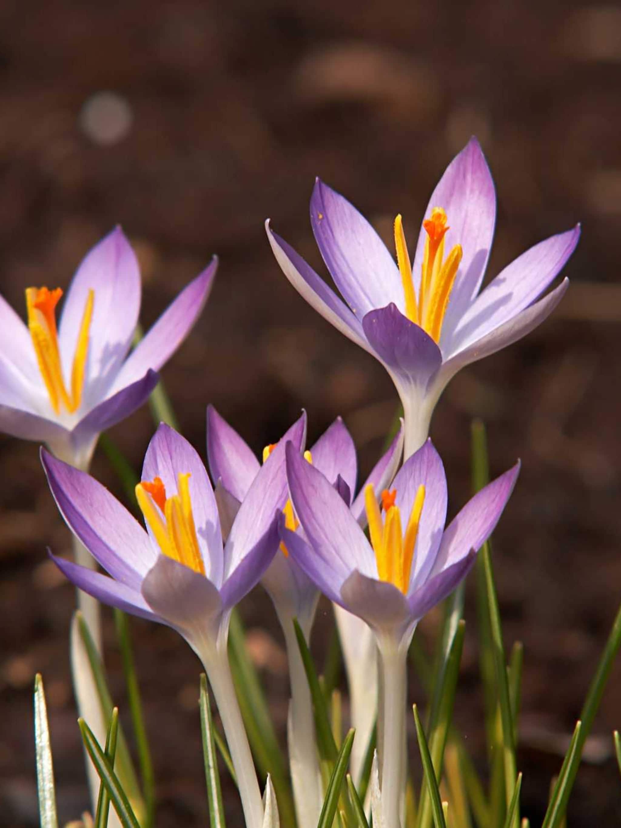 botanische krokus crocus tommasinianus