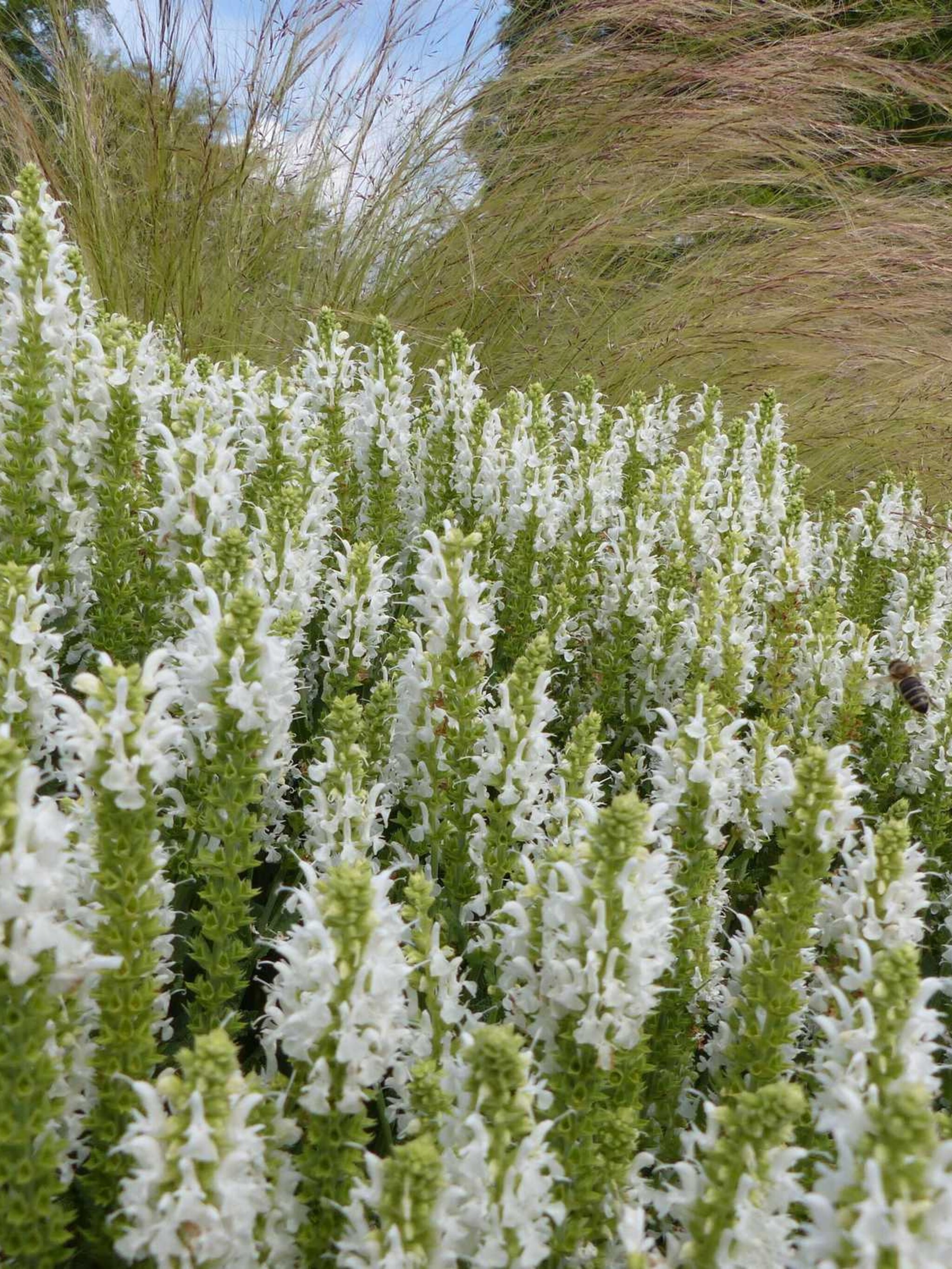 bossalie alba