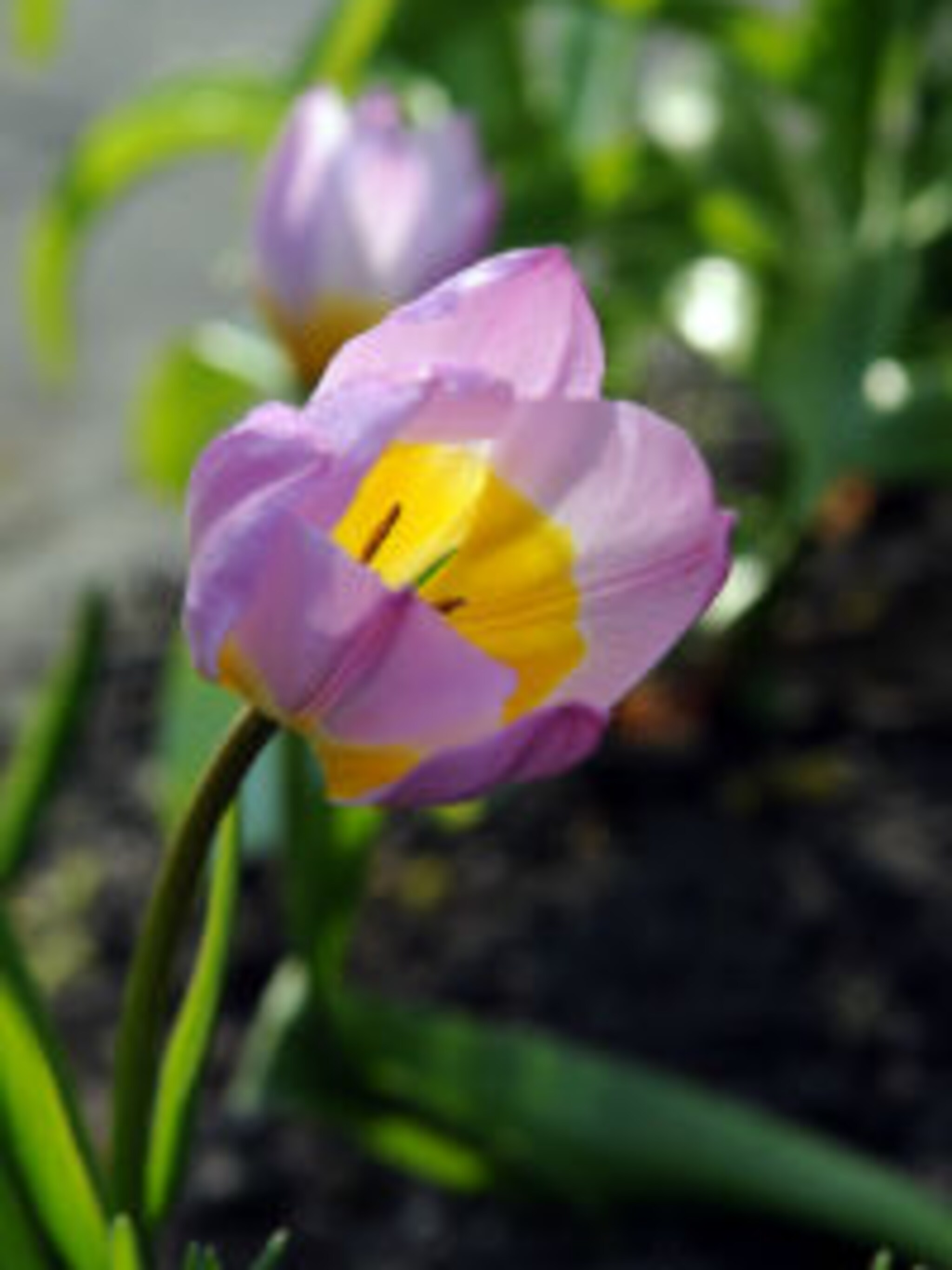 botanische tulp