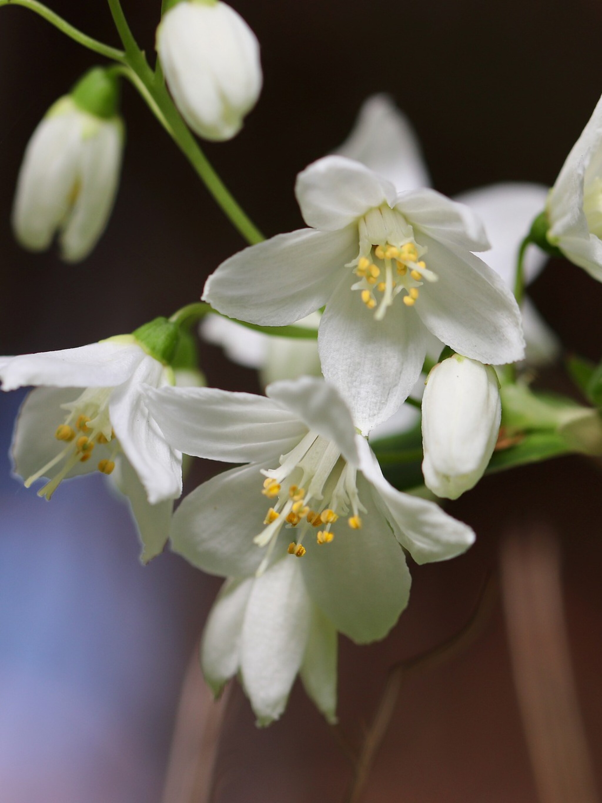bruidsbloem pride of rochester