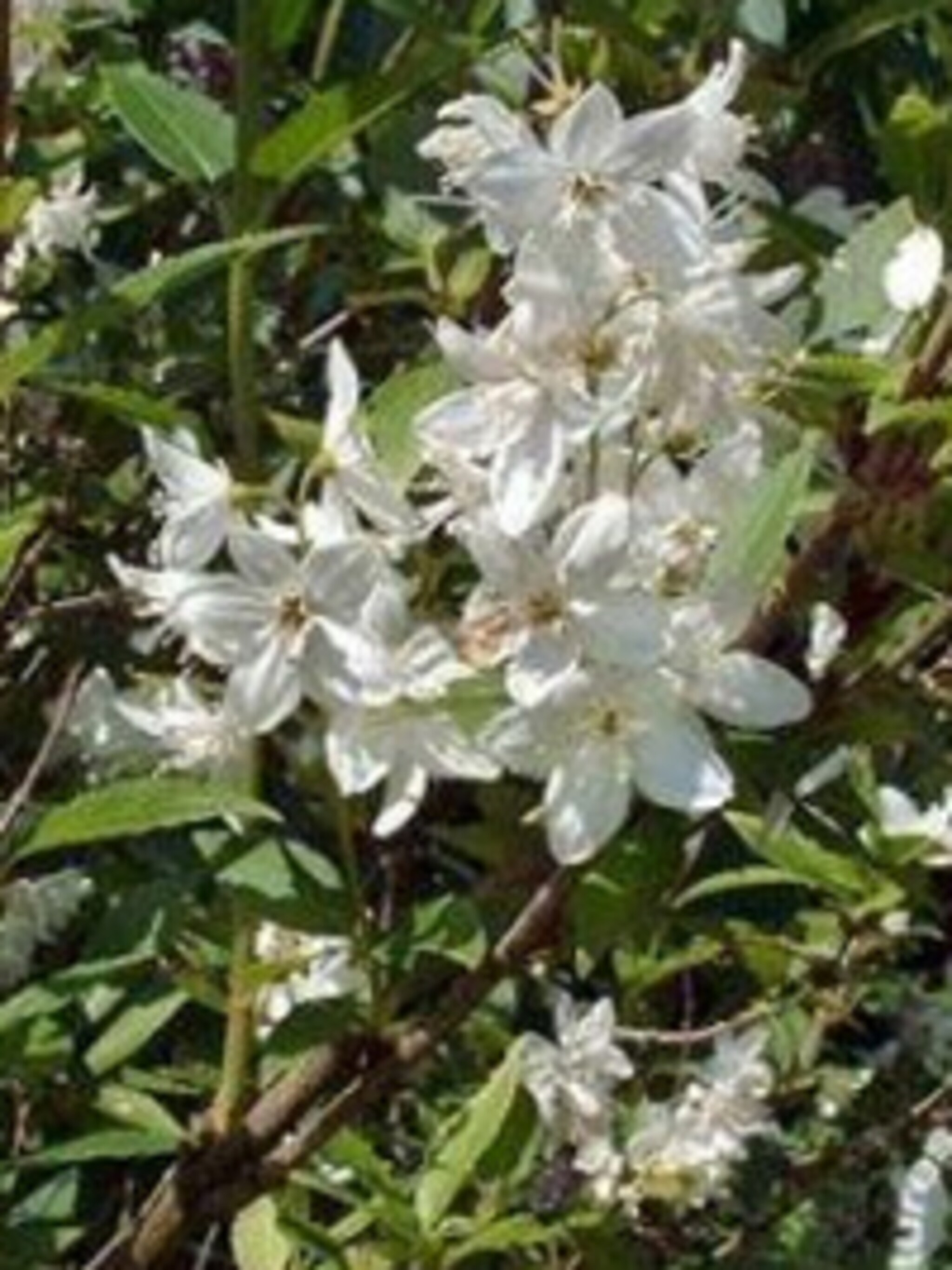 bruidsbloem deutzia gracilis