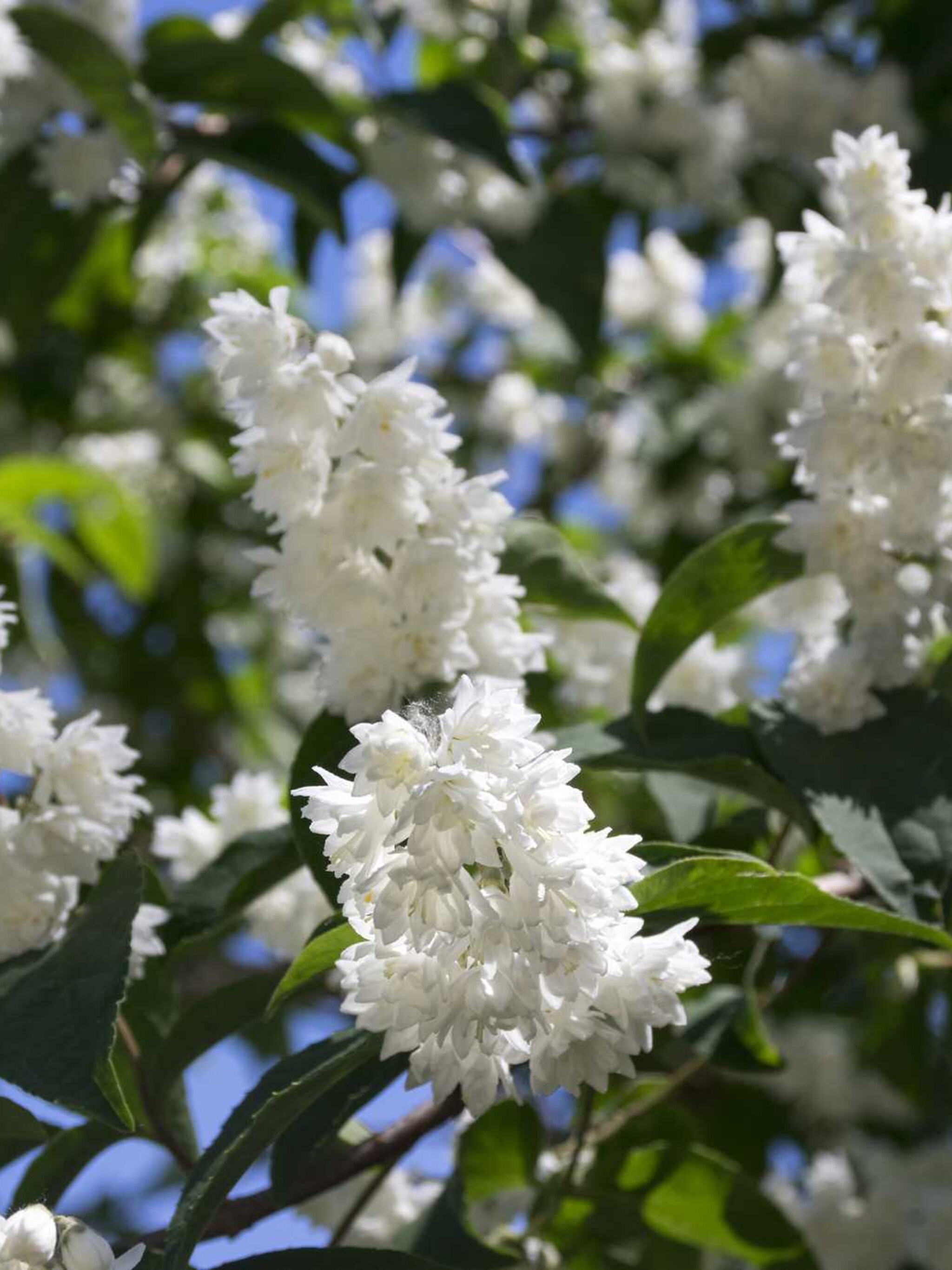 bruidsbloem deutzia scabra
