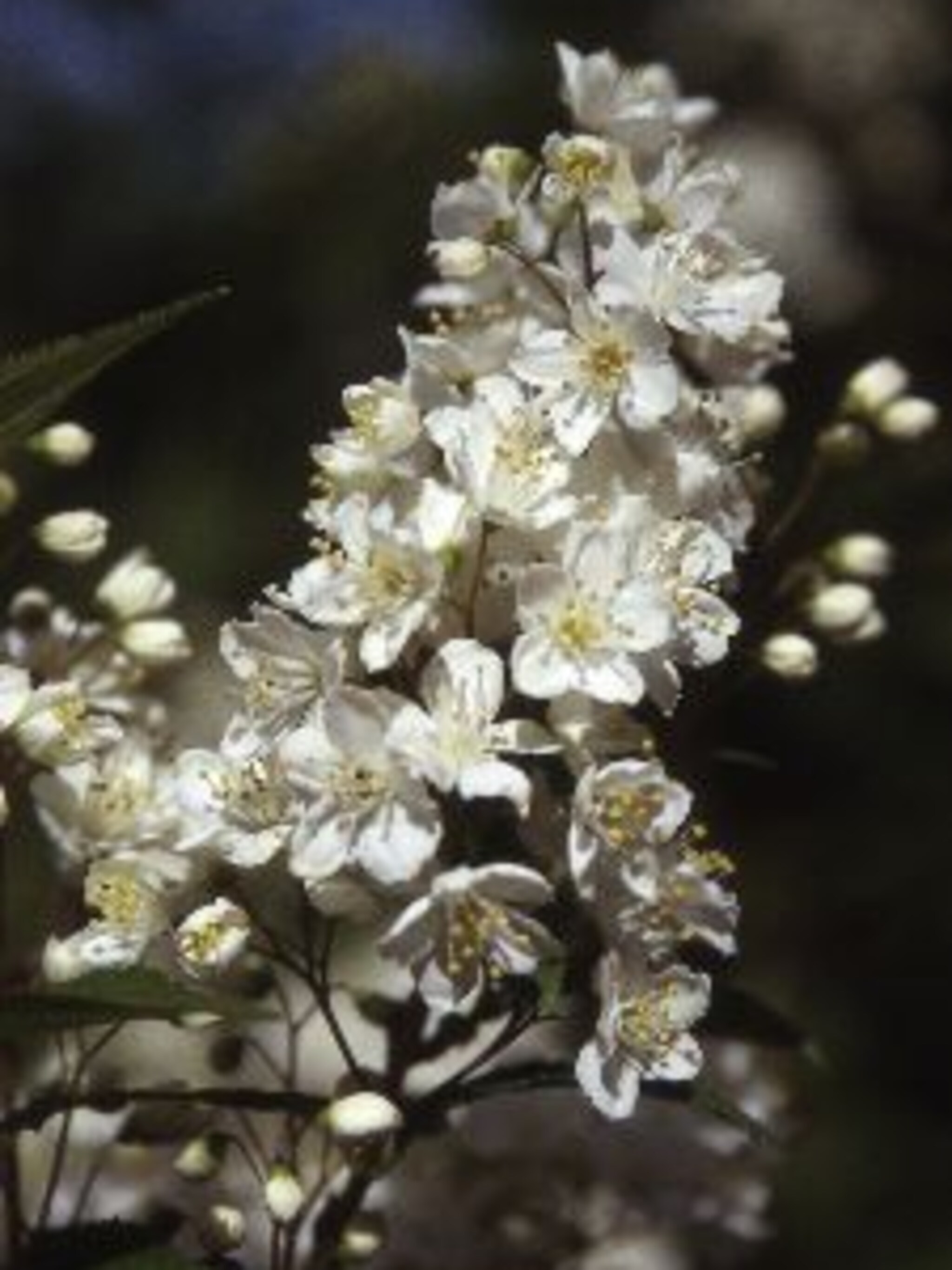 bruidsbloem deutzia lemoinei