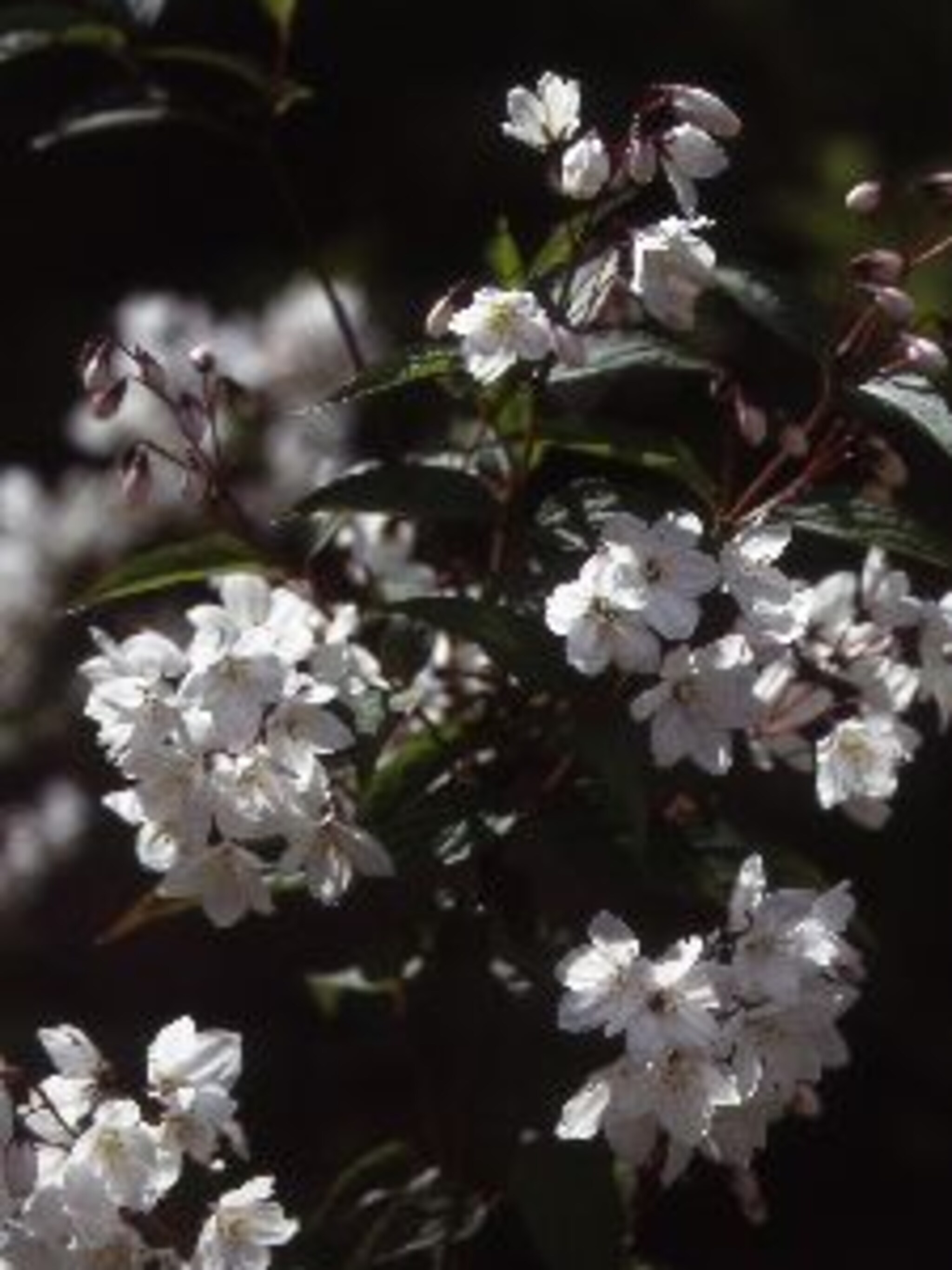 bruidsbloem campanulata