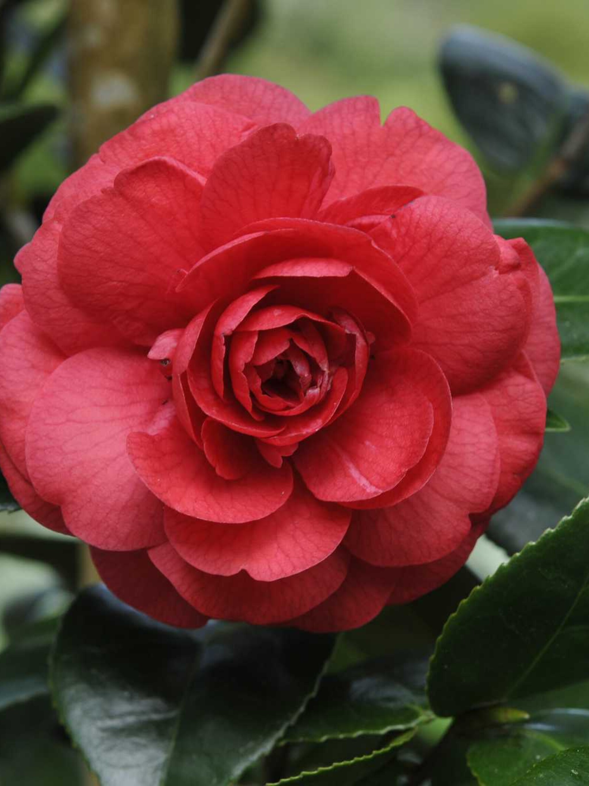 camelia lady campbell