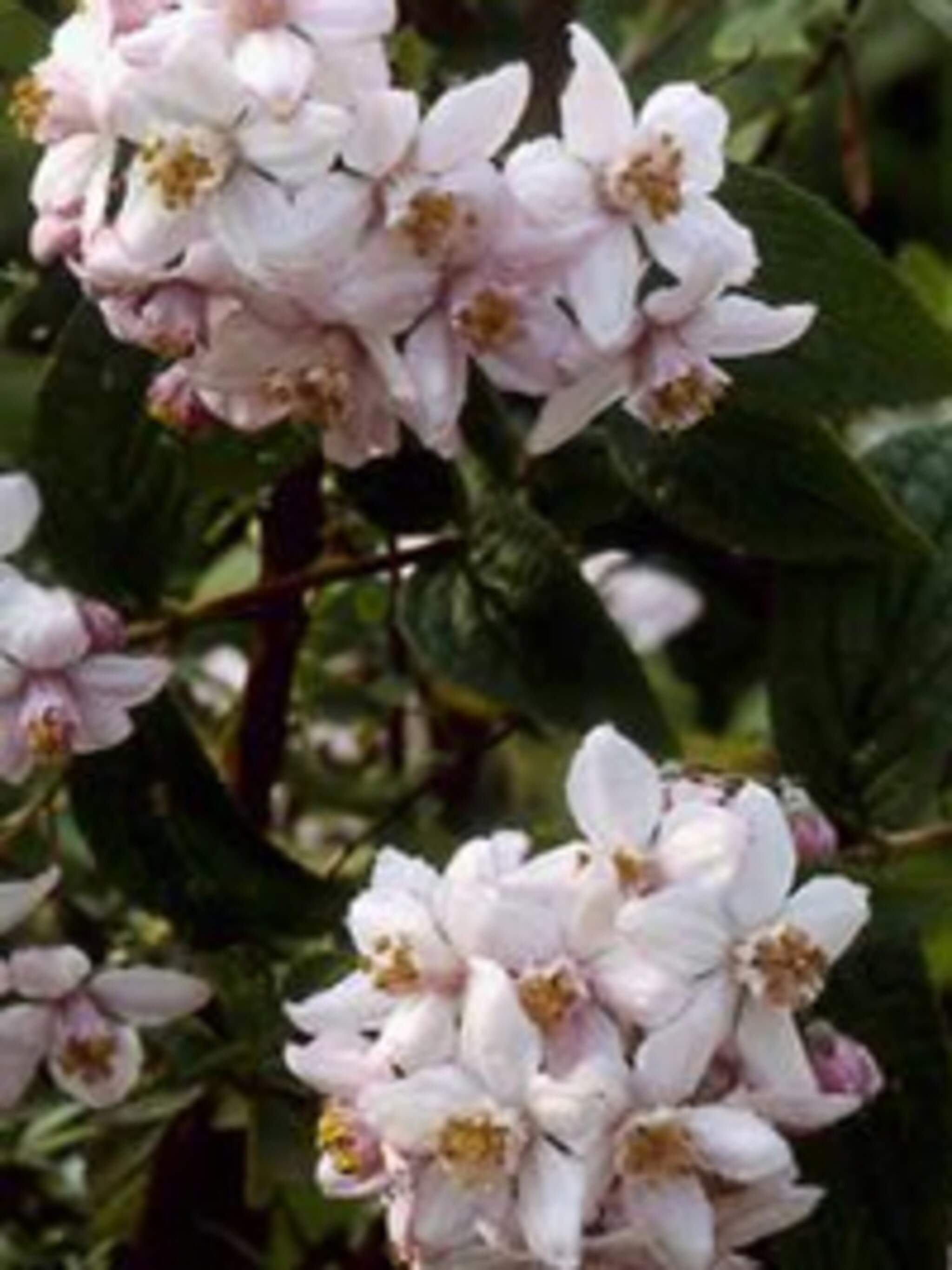 bruidsbloem mont rose