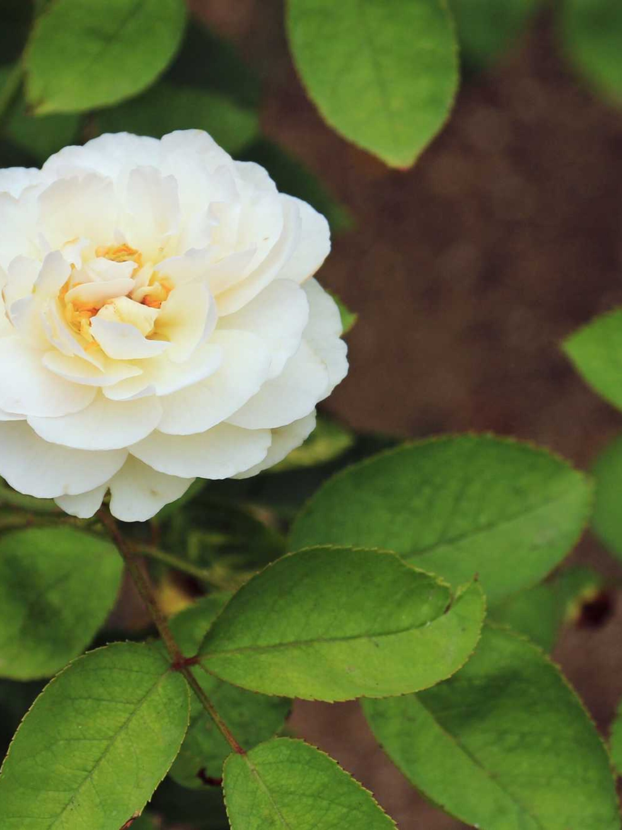 camelia brushfield s yellow