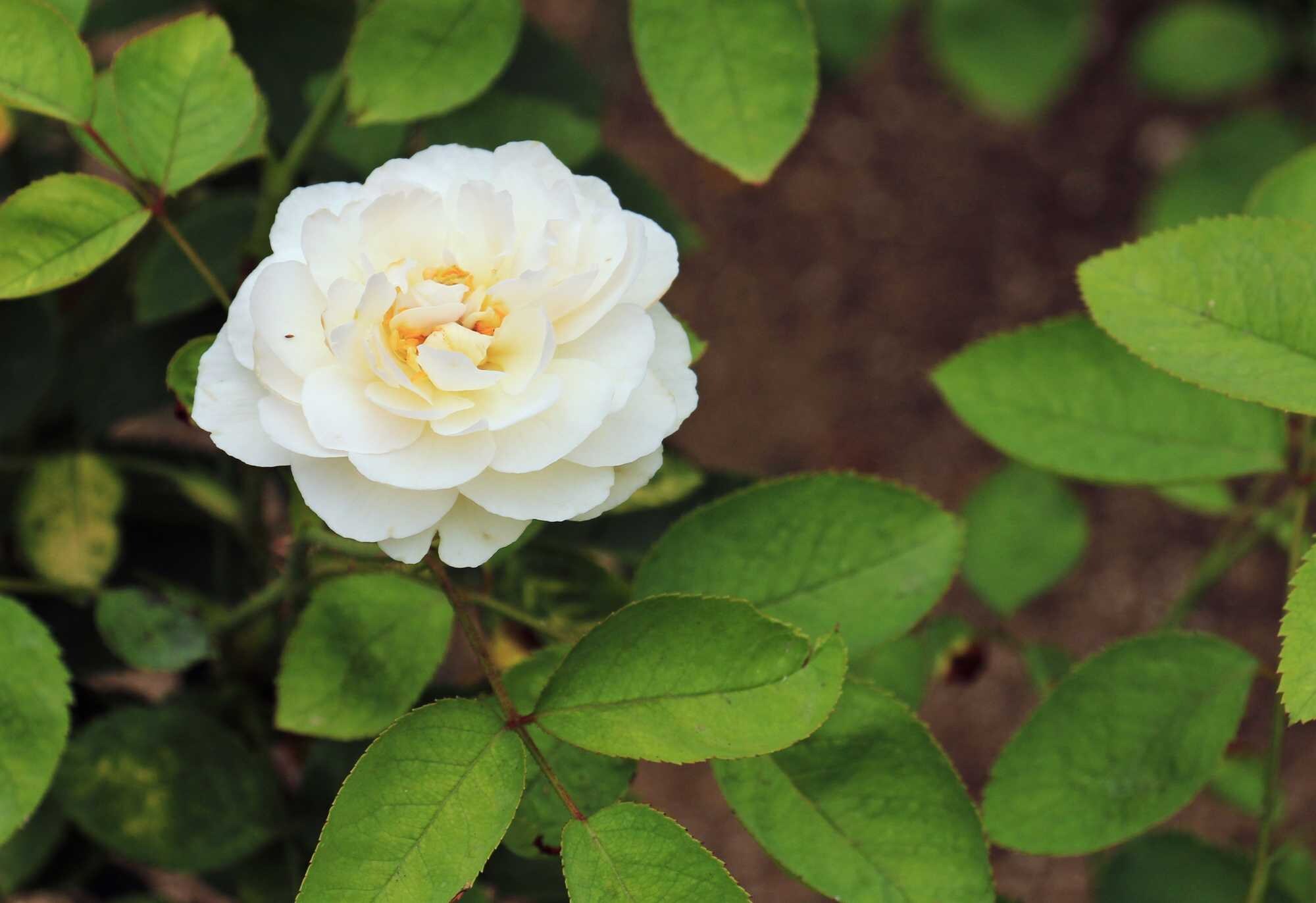 beeld vtwonen Shutterstock / claudiah