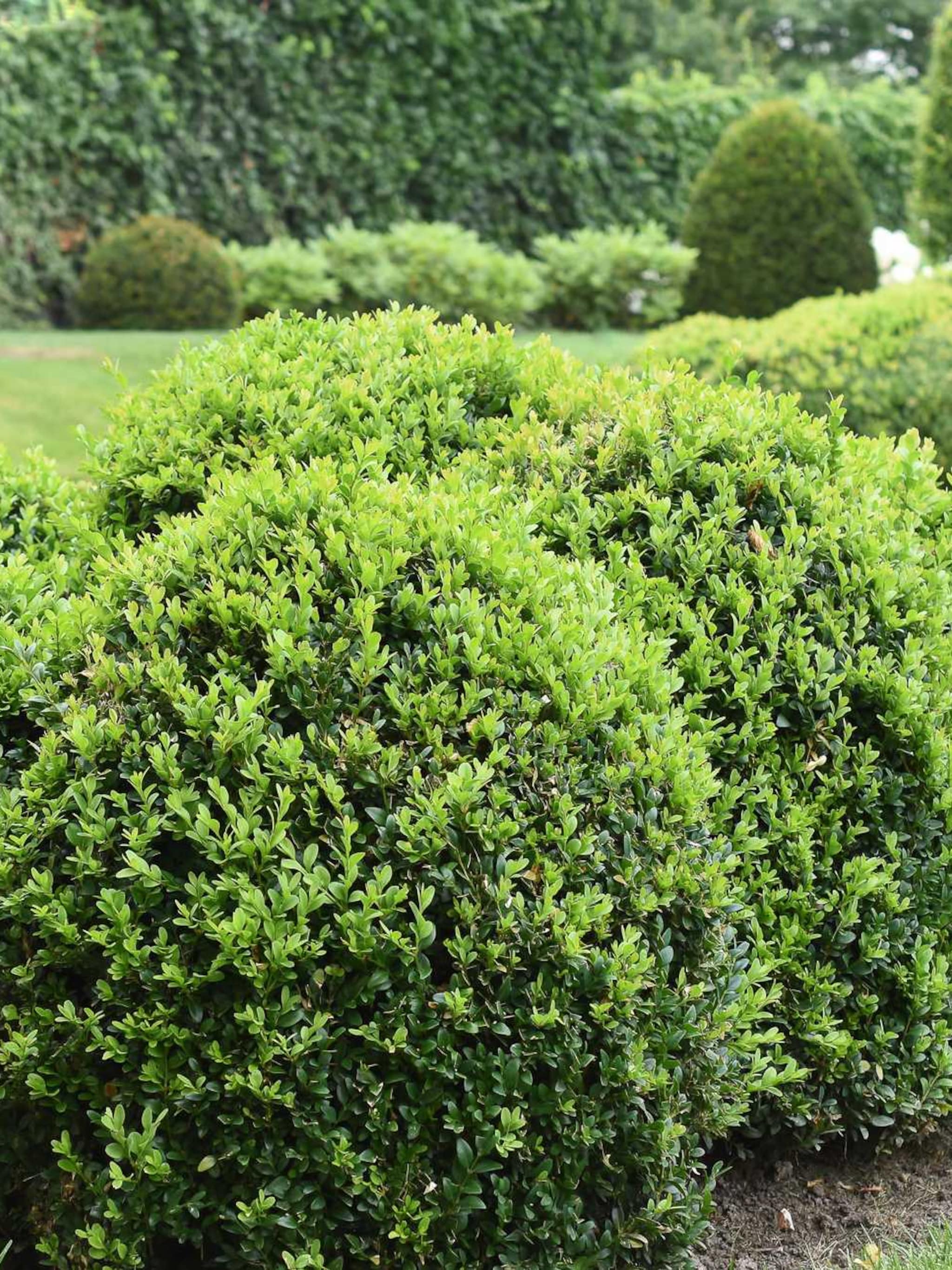 buxus elegans