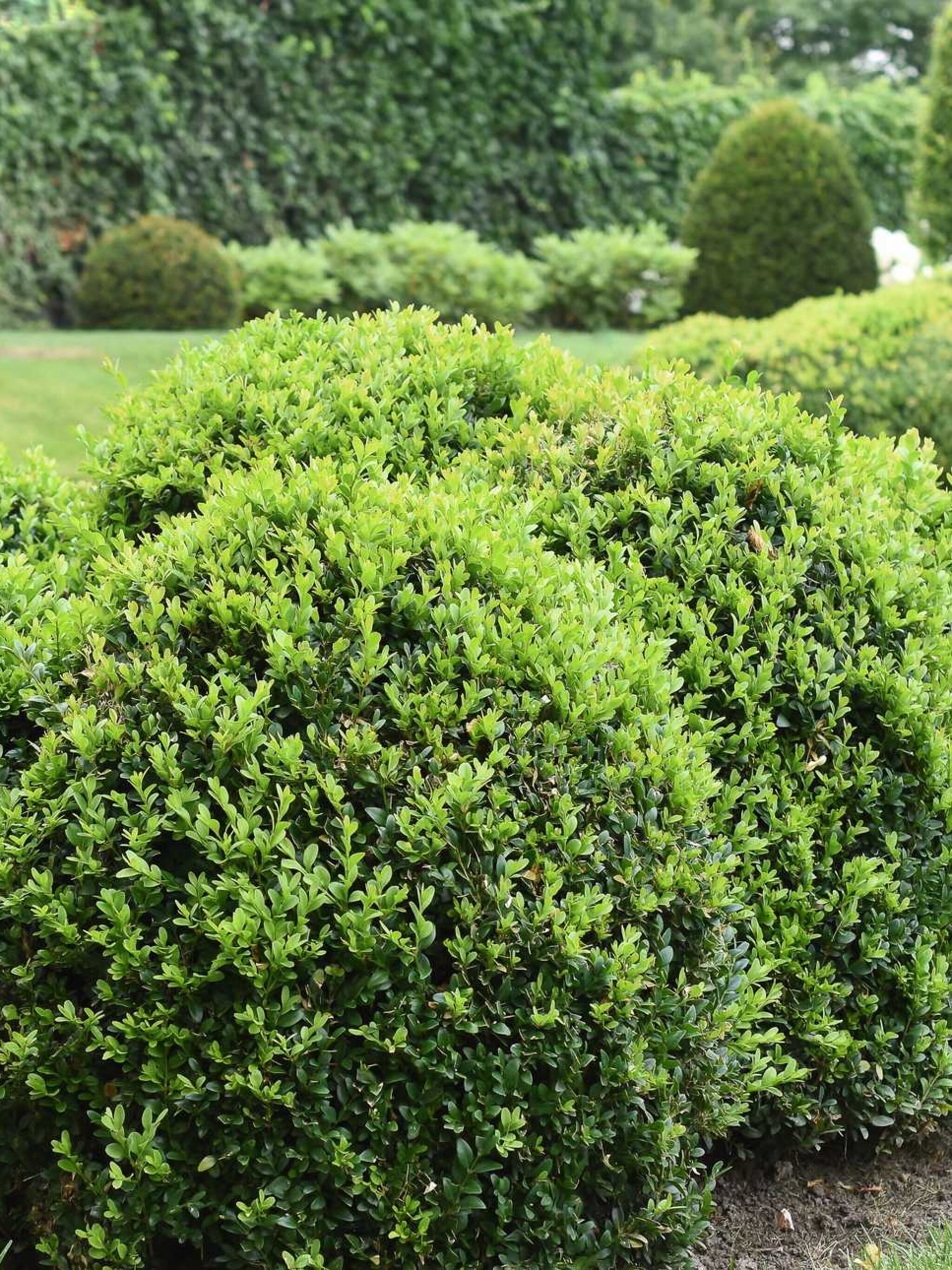 buxus pendula