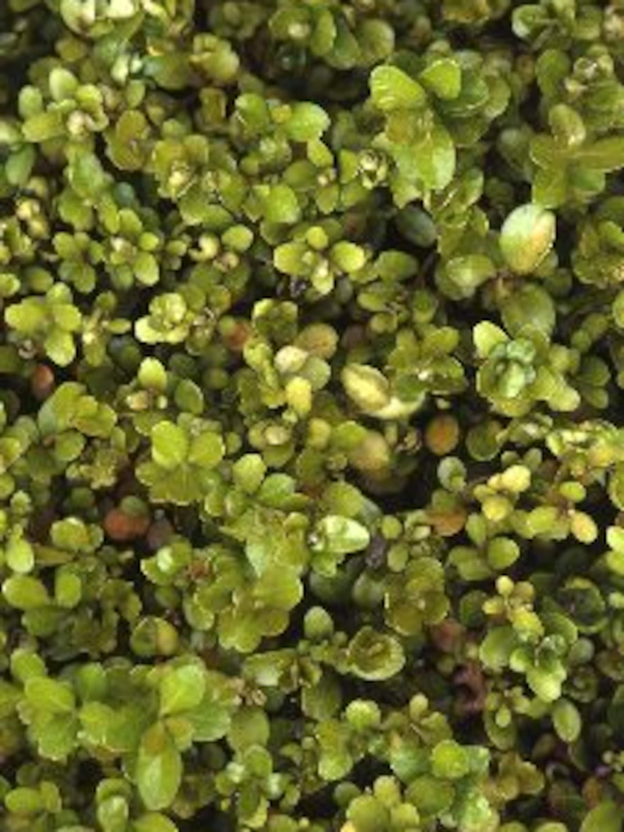 buxus