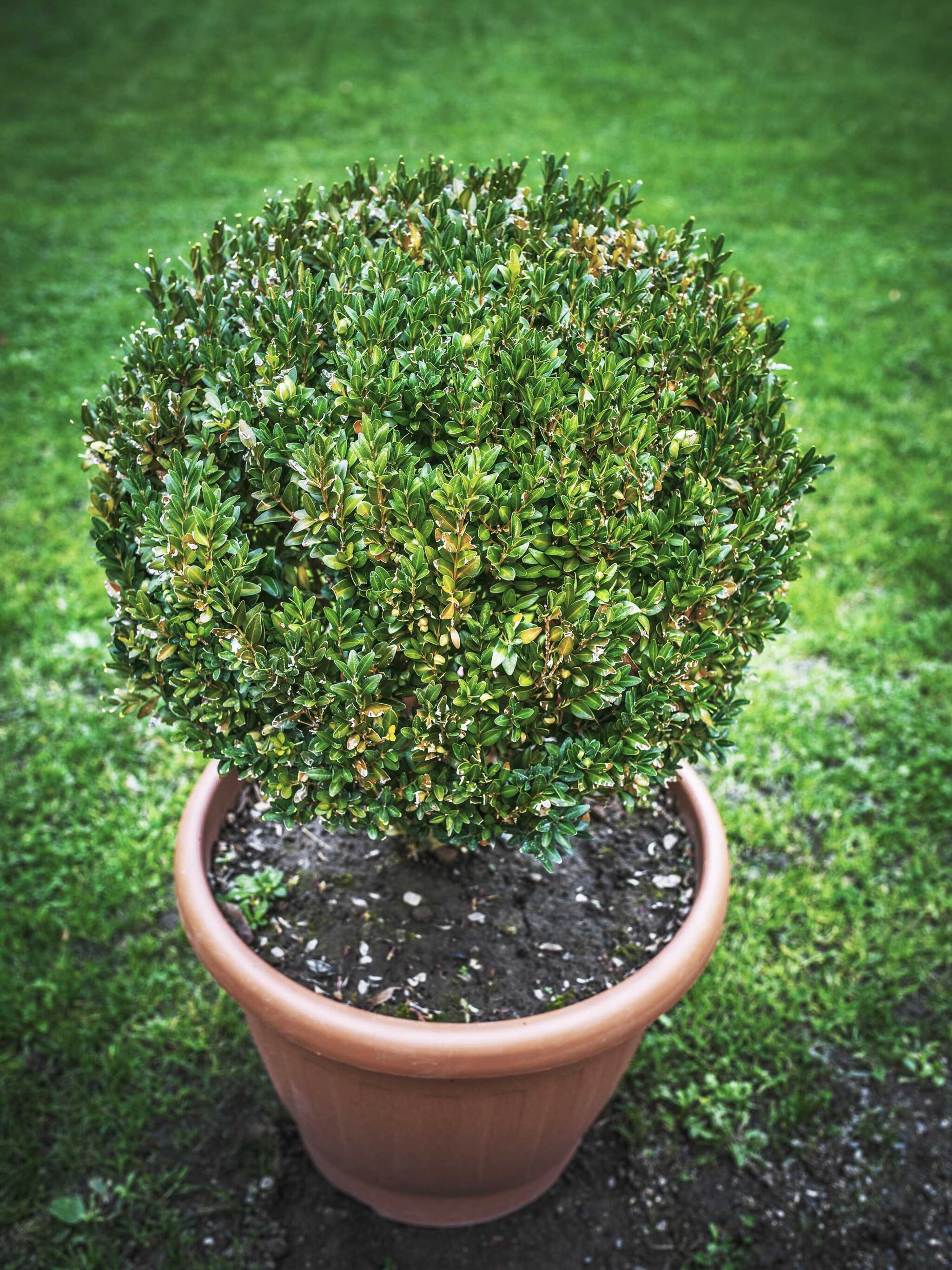 buxus morris dwarf