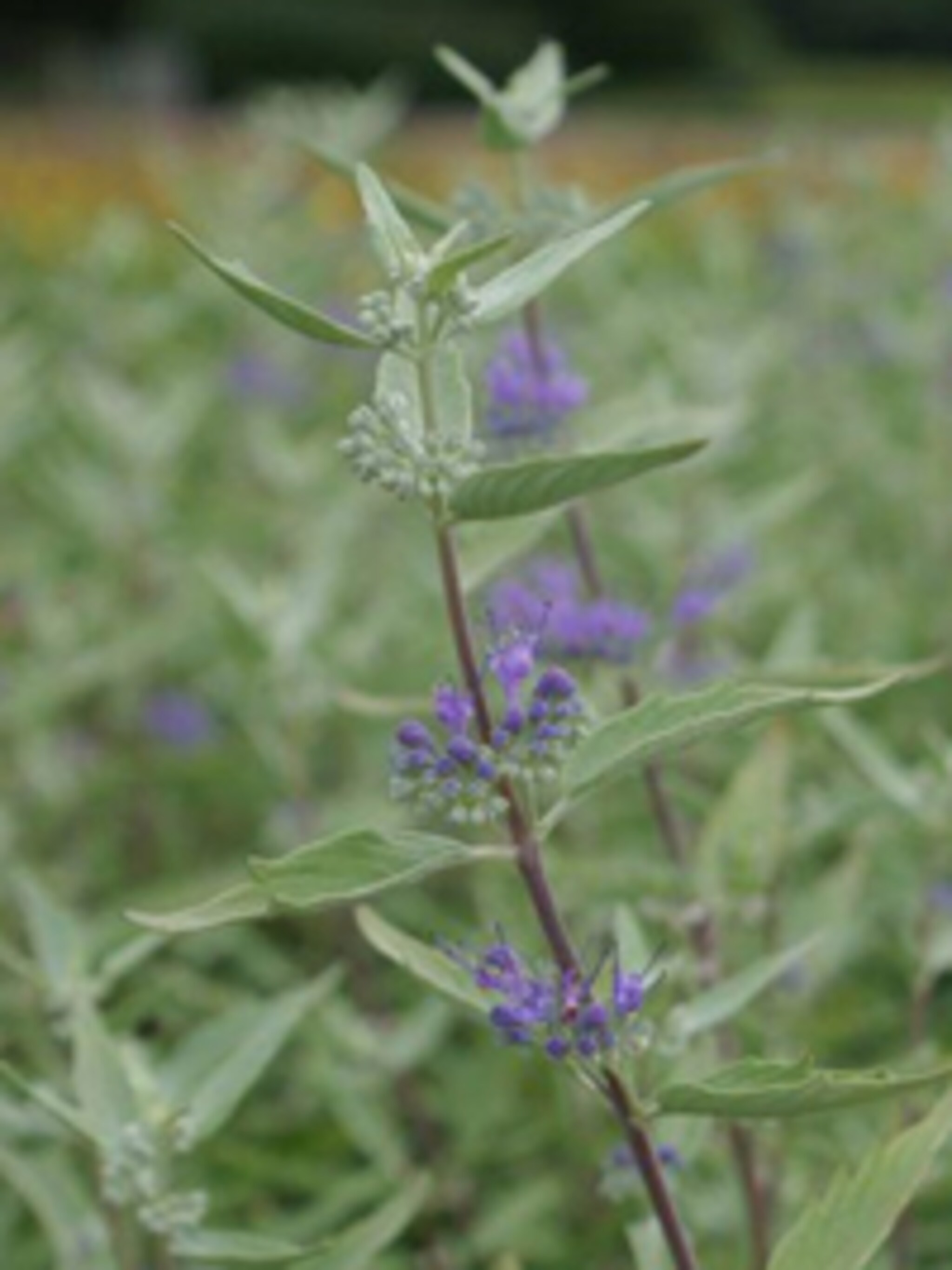 caryopteris
