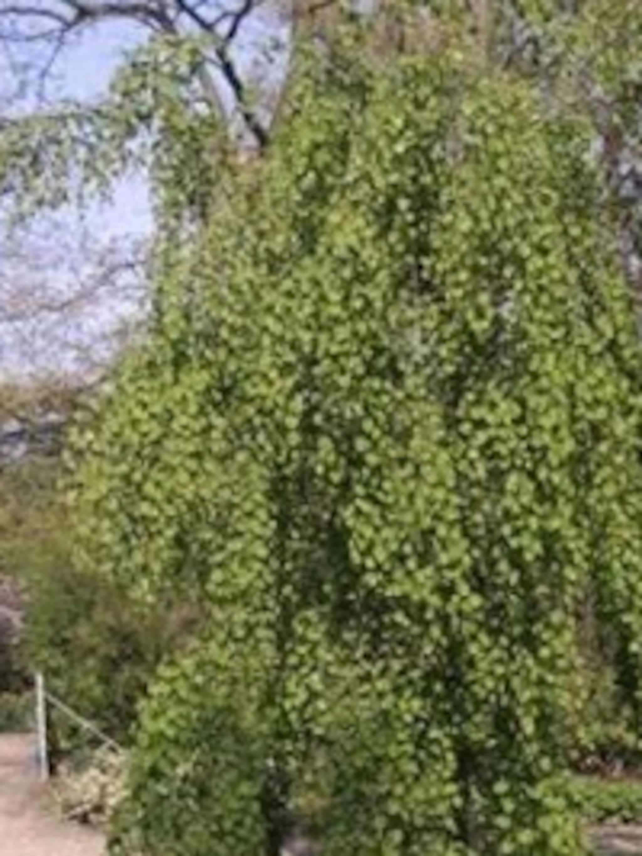 cercidiphyllum pendulum