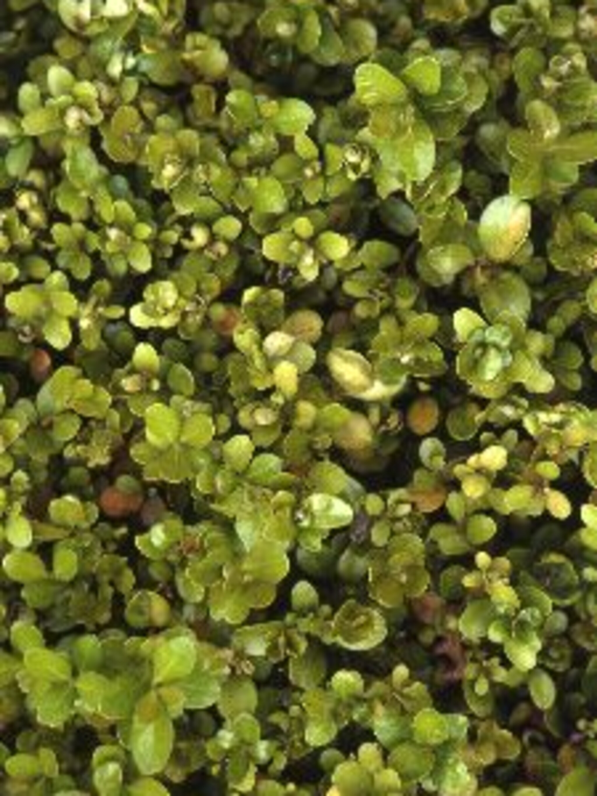 buxus rotundifolia