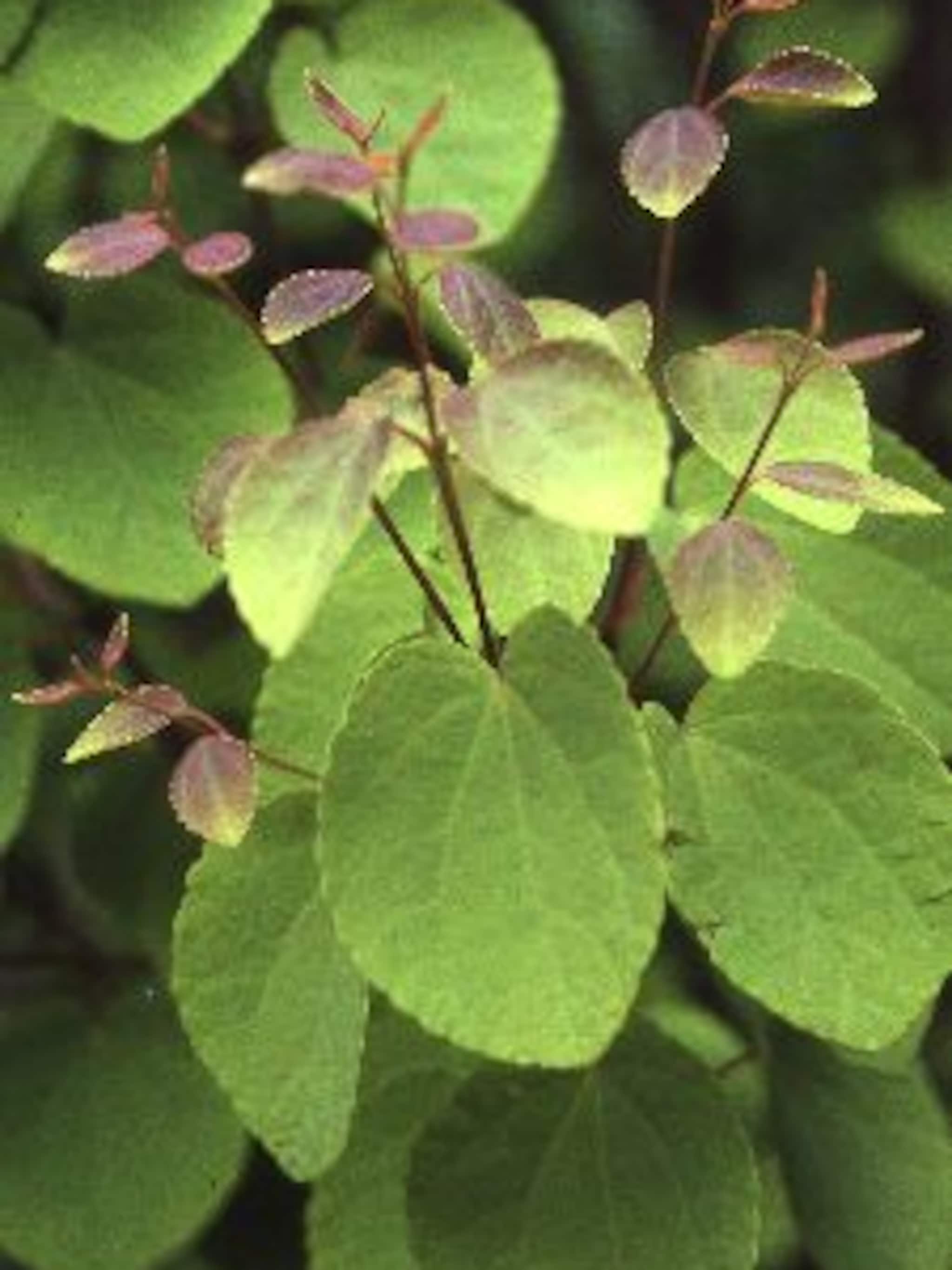 cercidiphyllum japonicum