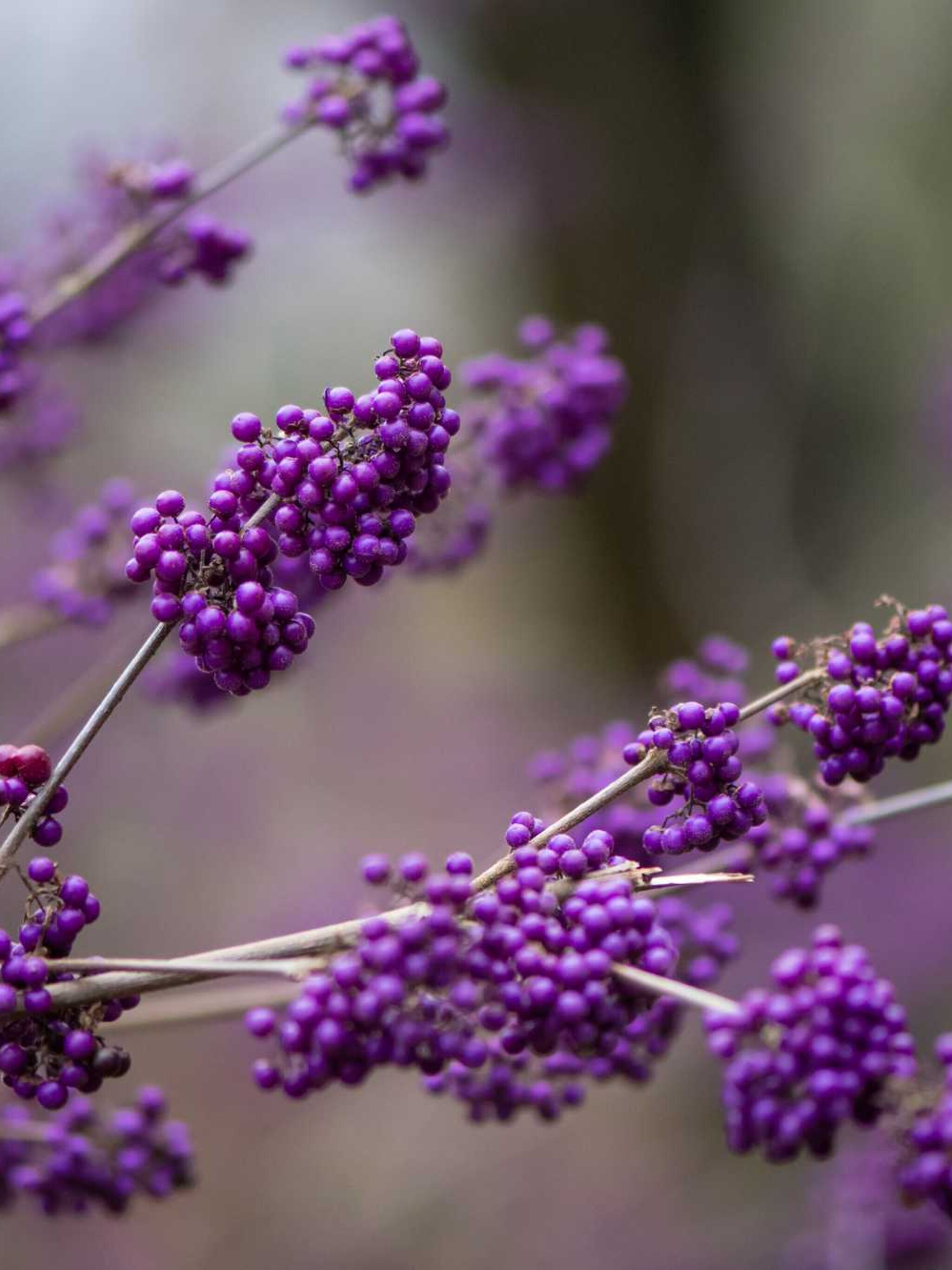 callicarpa giraldii