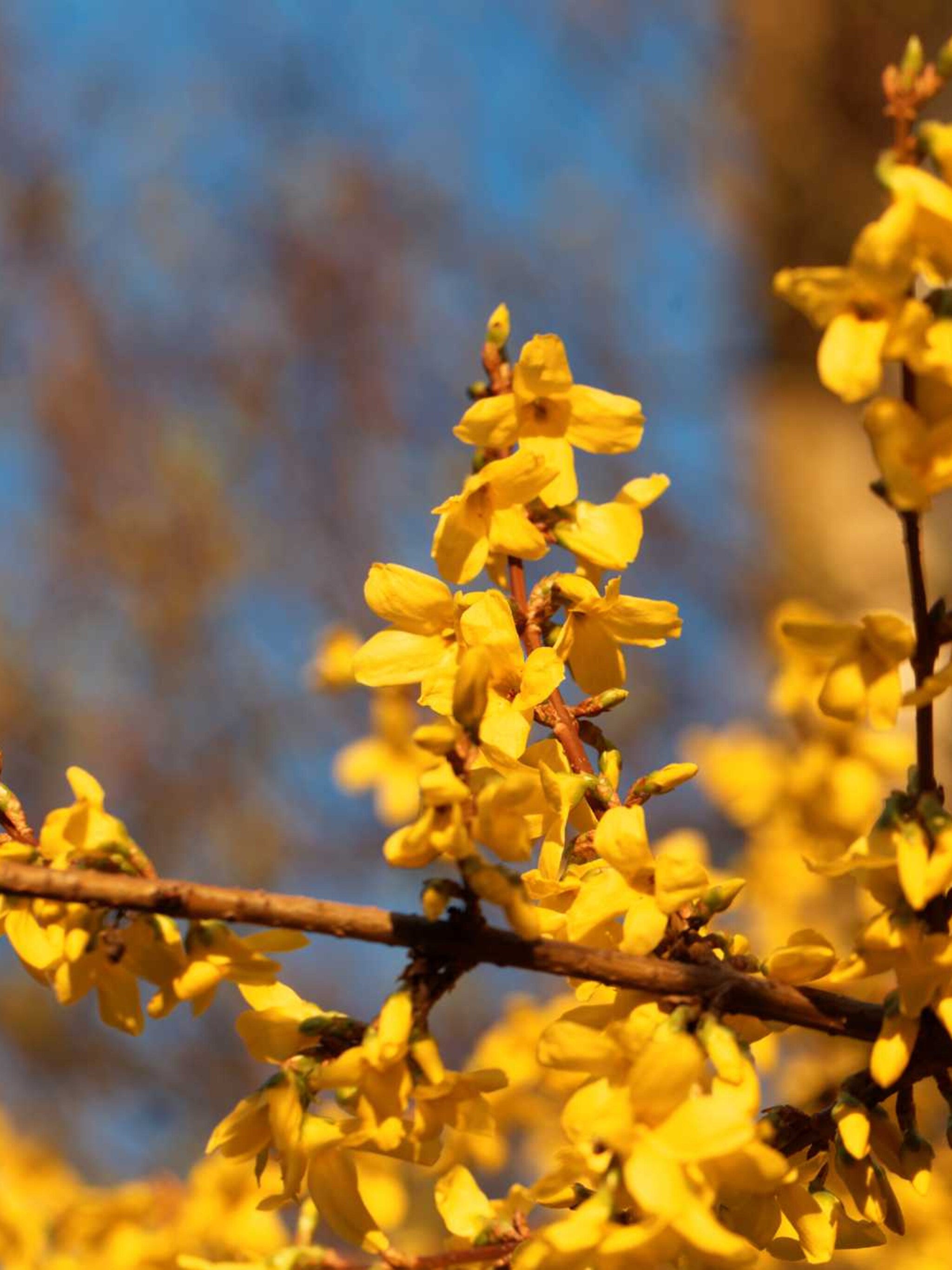 chinees klokje forsythia x intermedia