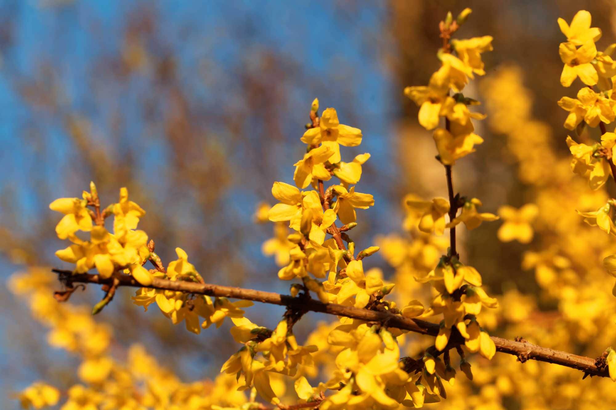 beeld vtwonen Shutterstock / ChWeiss