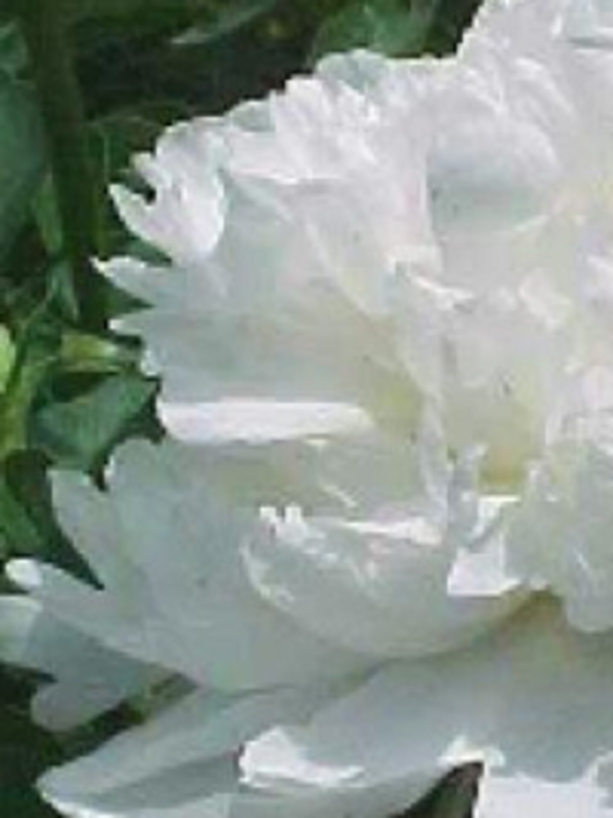 pioen duchesse de nemours