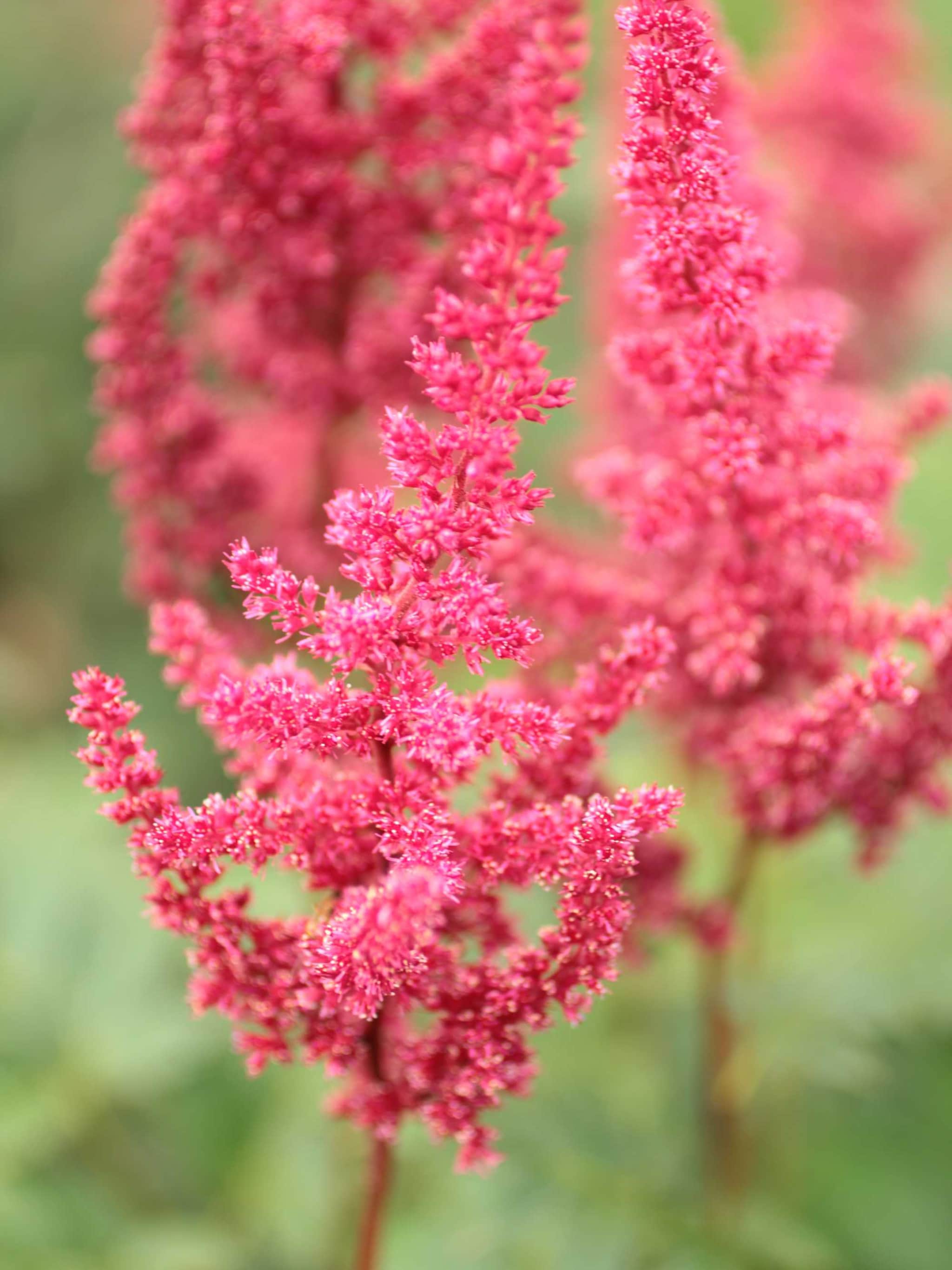 pluimspirea veronica klose