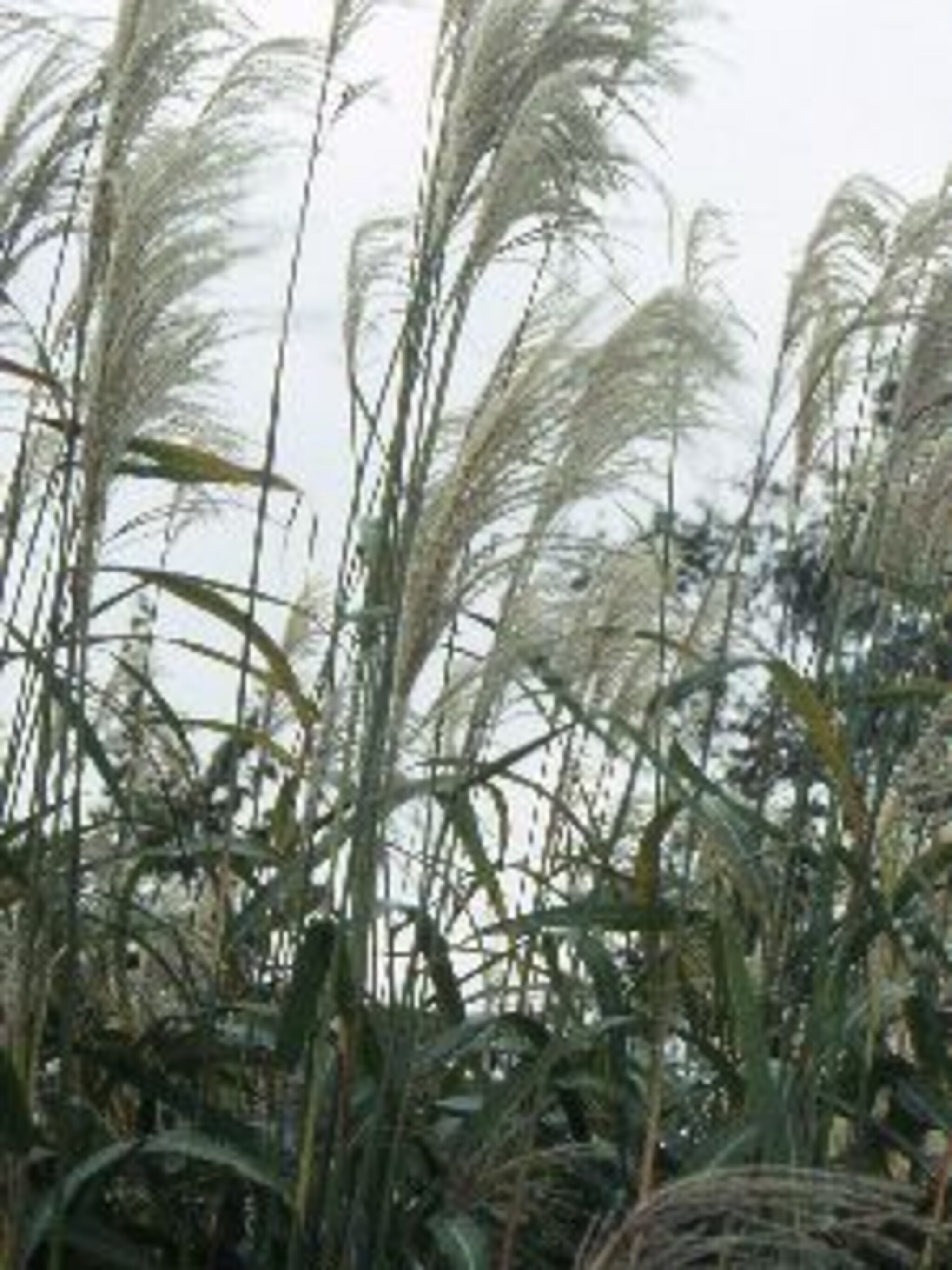 prachtriet miscanthus sinensis